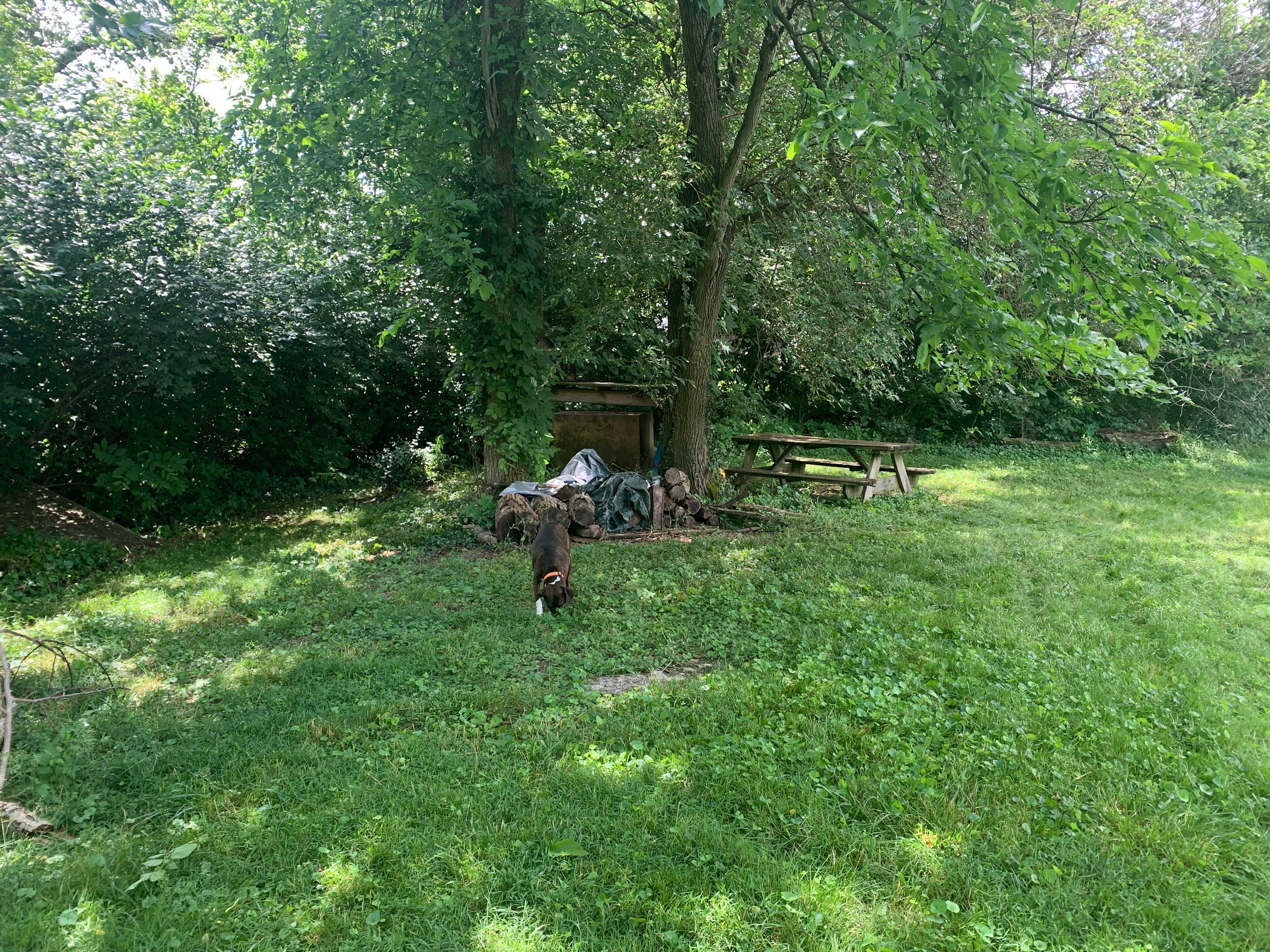 looking towards the back of Honeysuckle Cove