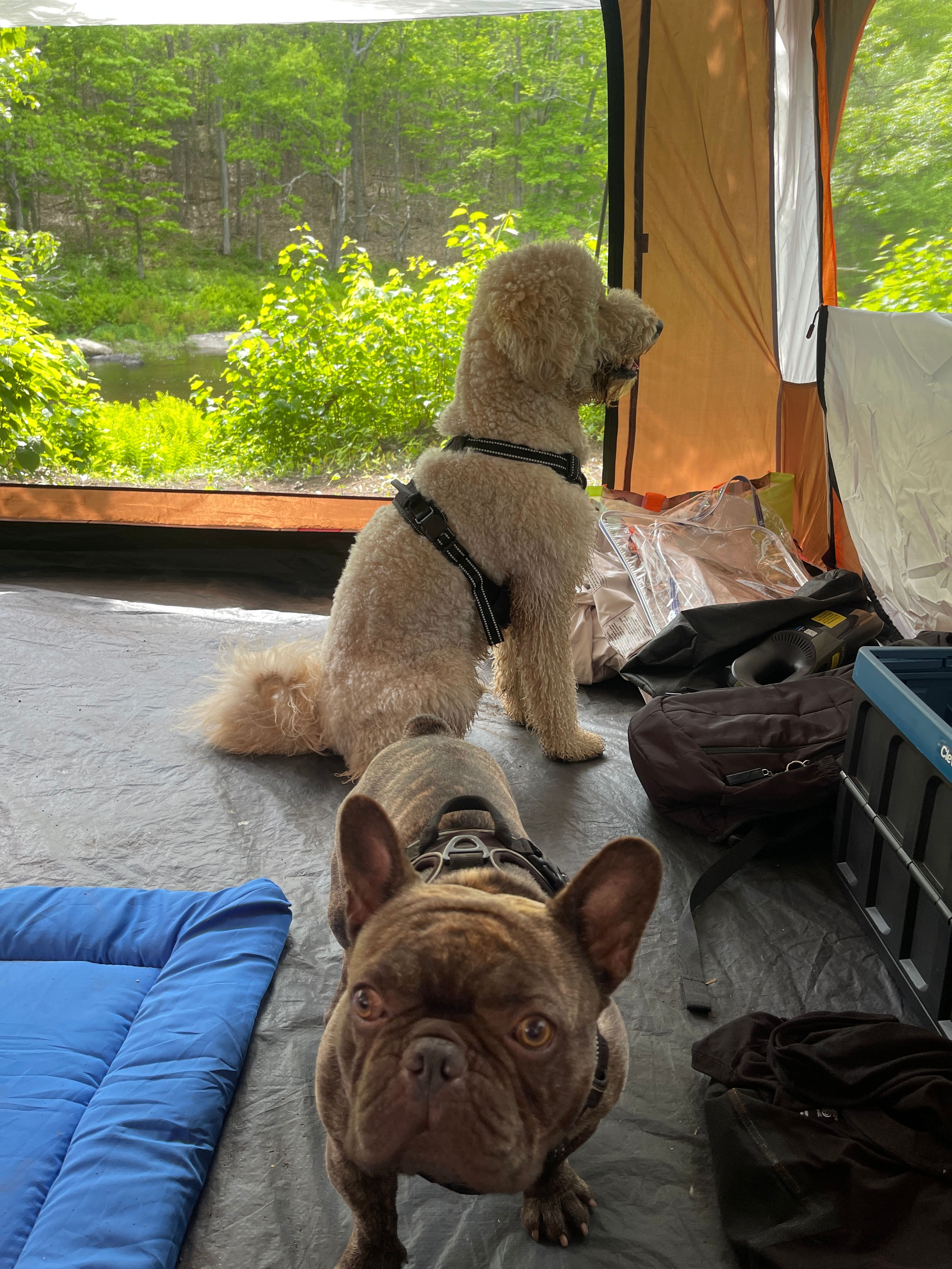 Flatrock on the River