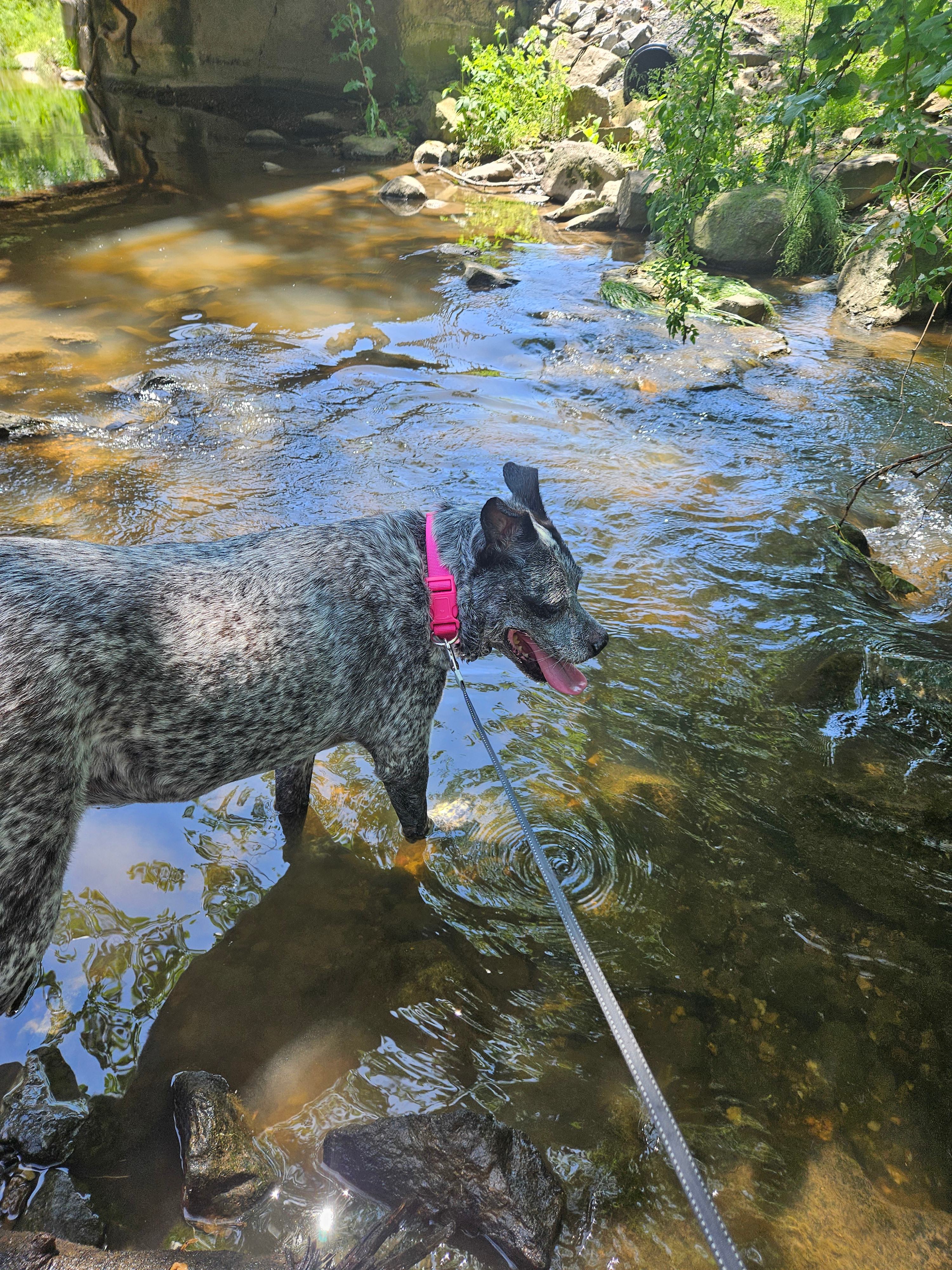 Cookie was "saving the rocks from drowning."