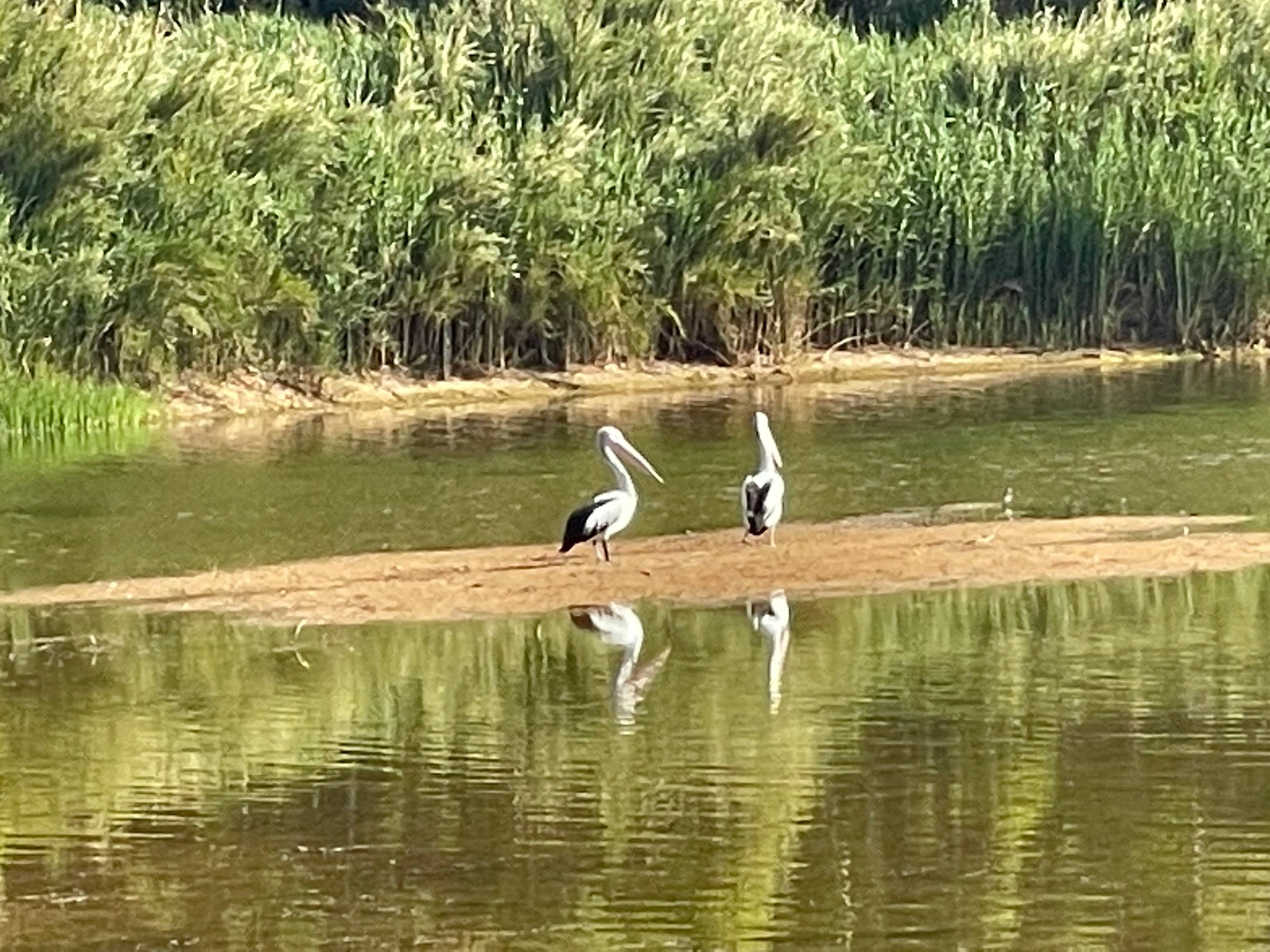 Sandhurst Tavern Campsite