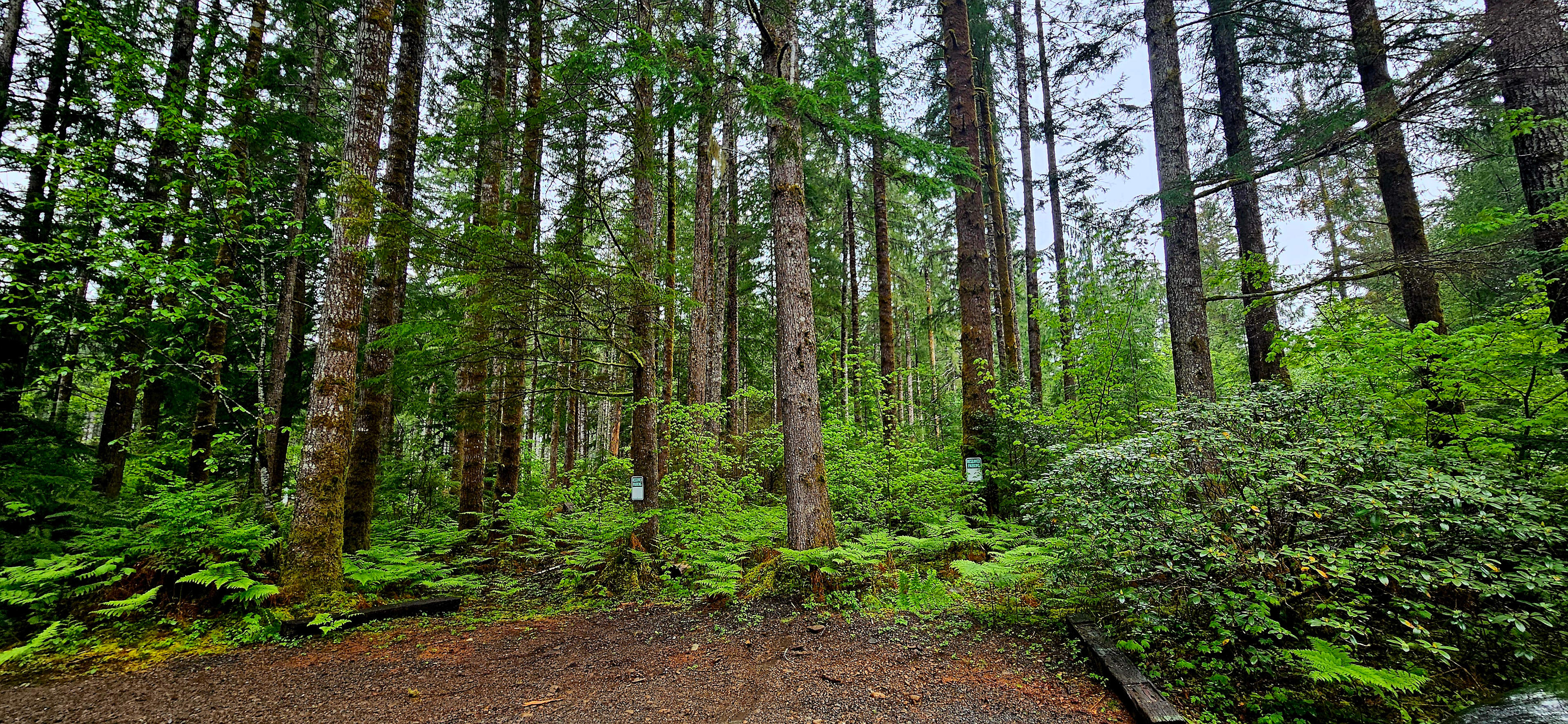 In The Pines #1