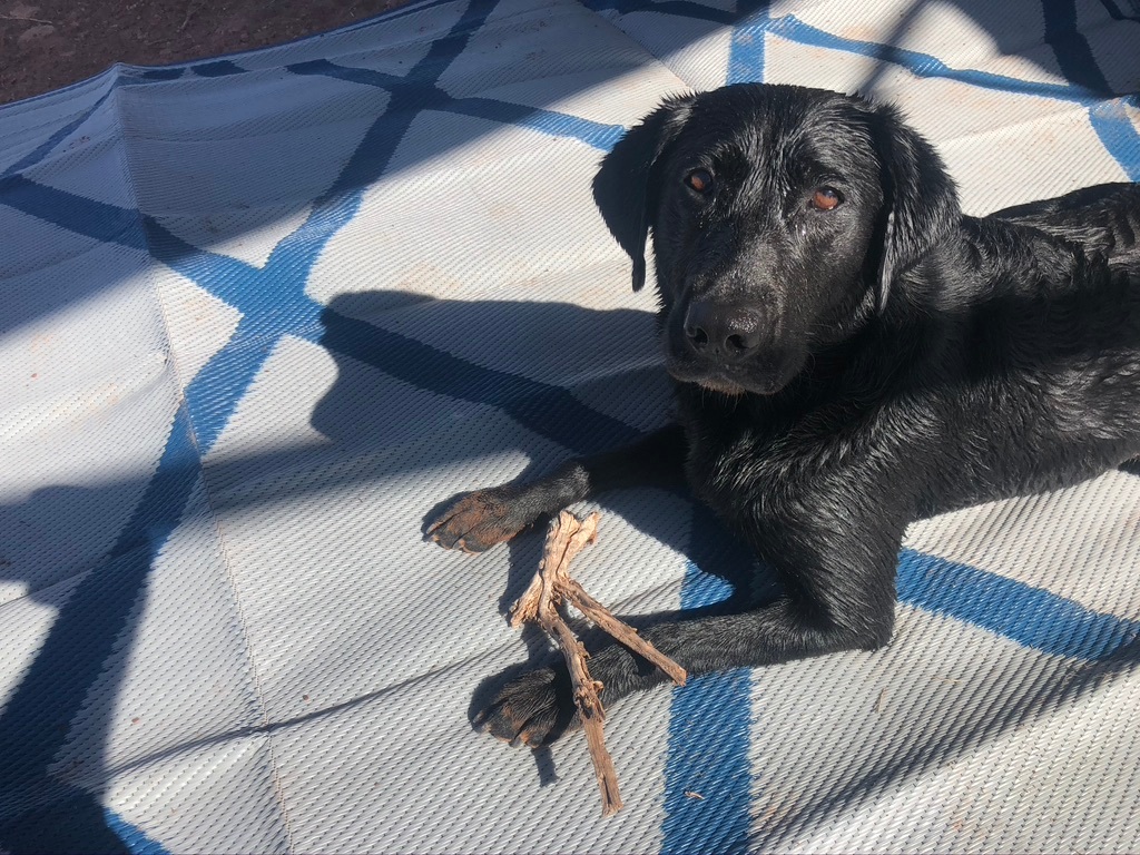 Pets are allowed in the RV sites.