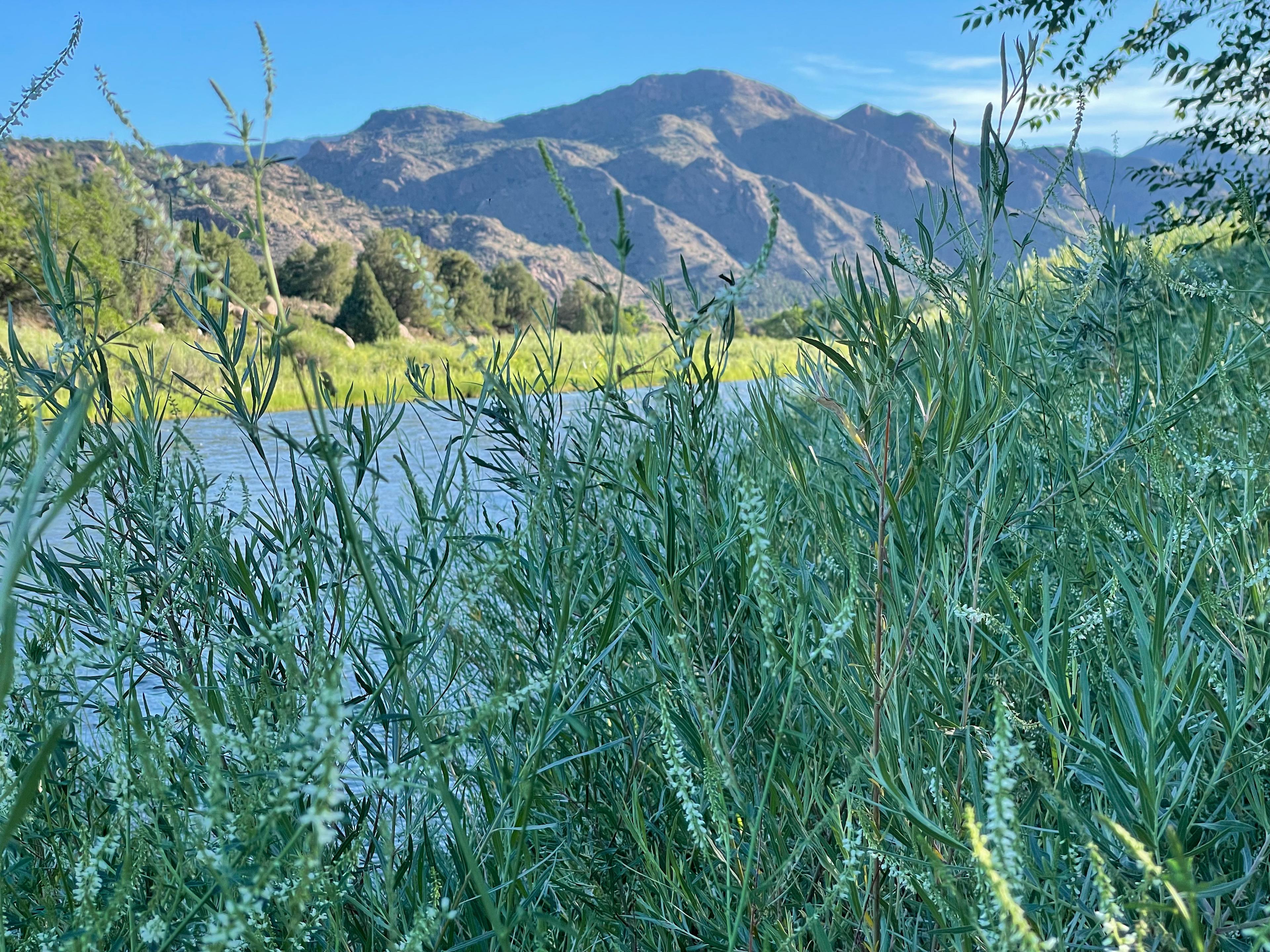 Explore the banks of the Arkansas River at Sweetwater - we have beavers in front of the House, otter sightings, eagles, osprey & tons of hummingbirds