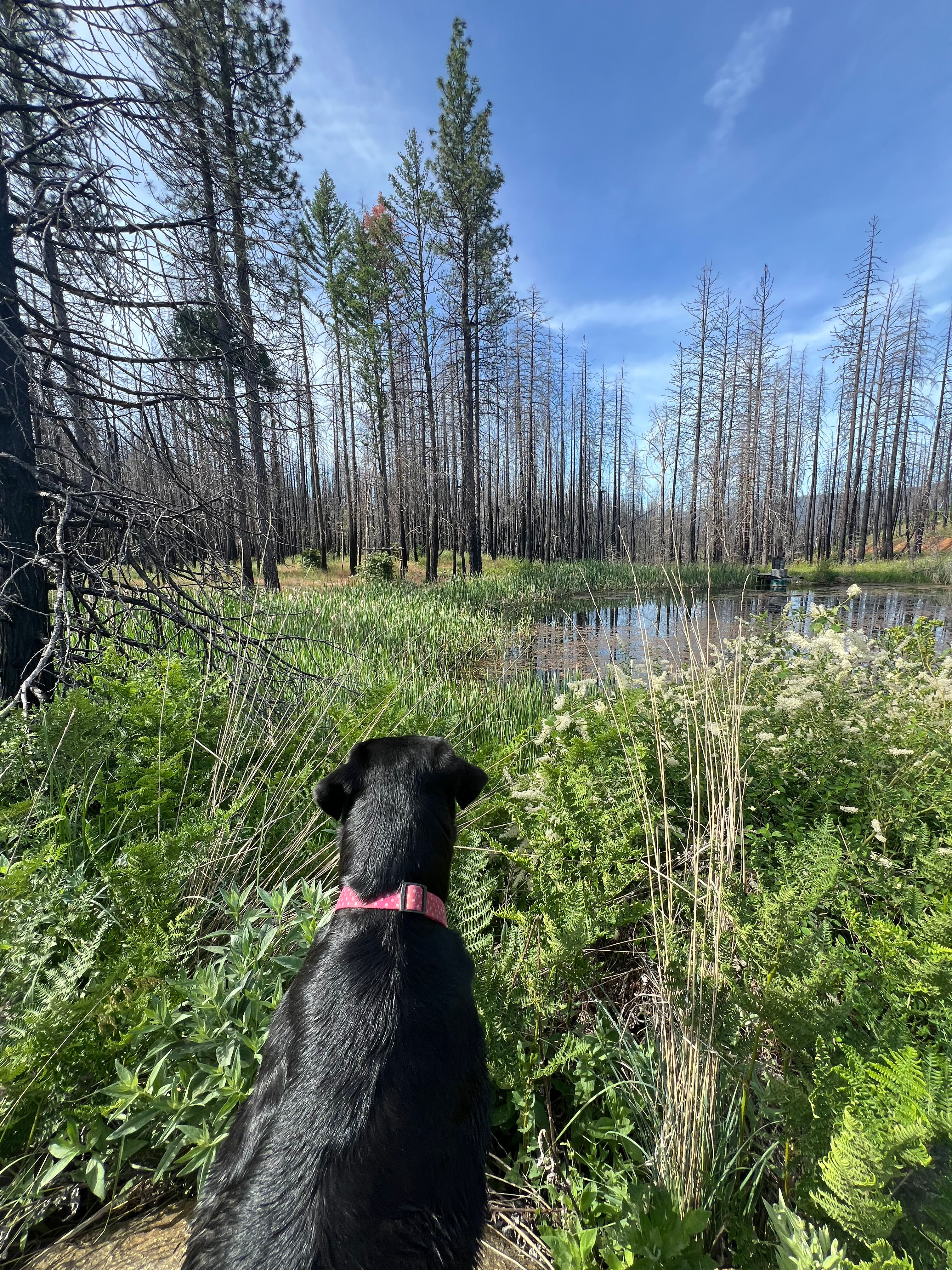 Coppercreek Camp