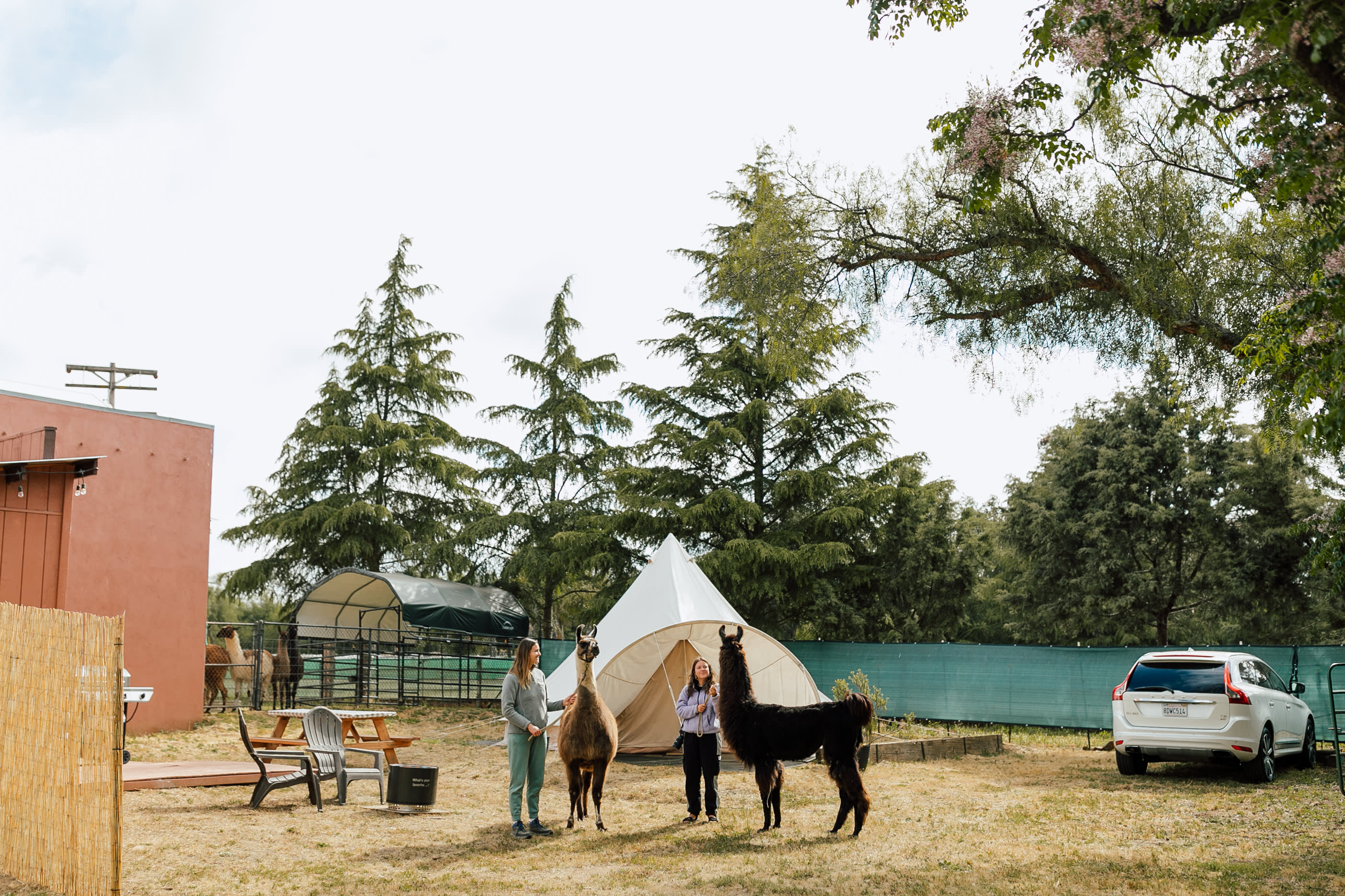 Black Mountain Llama Farm