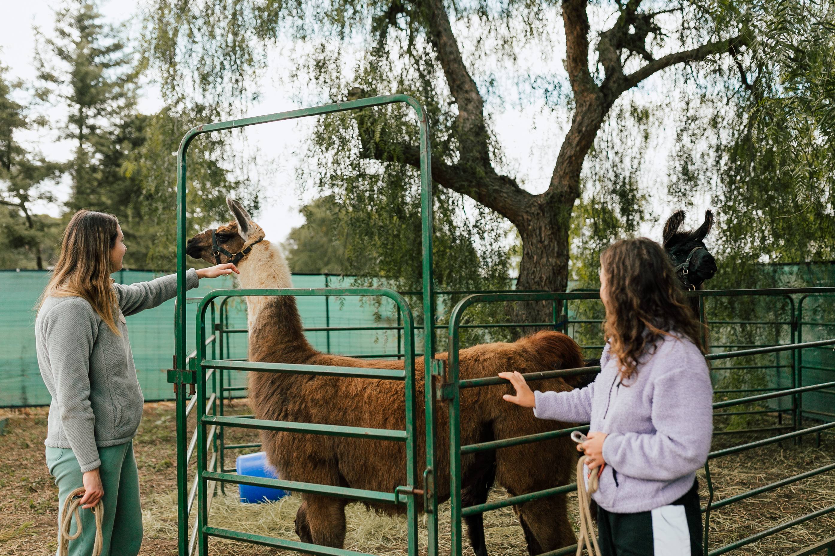 Black Mountain Llama Farm