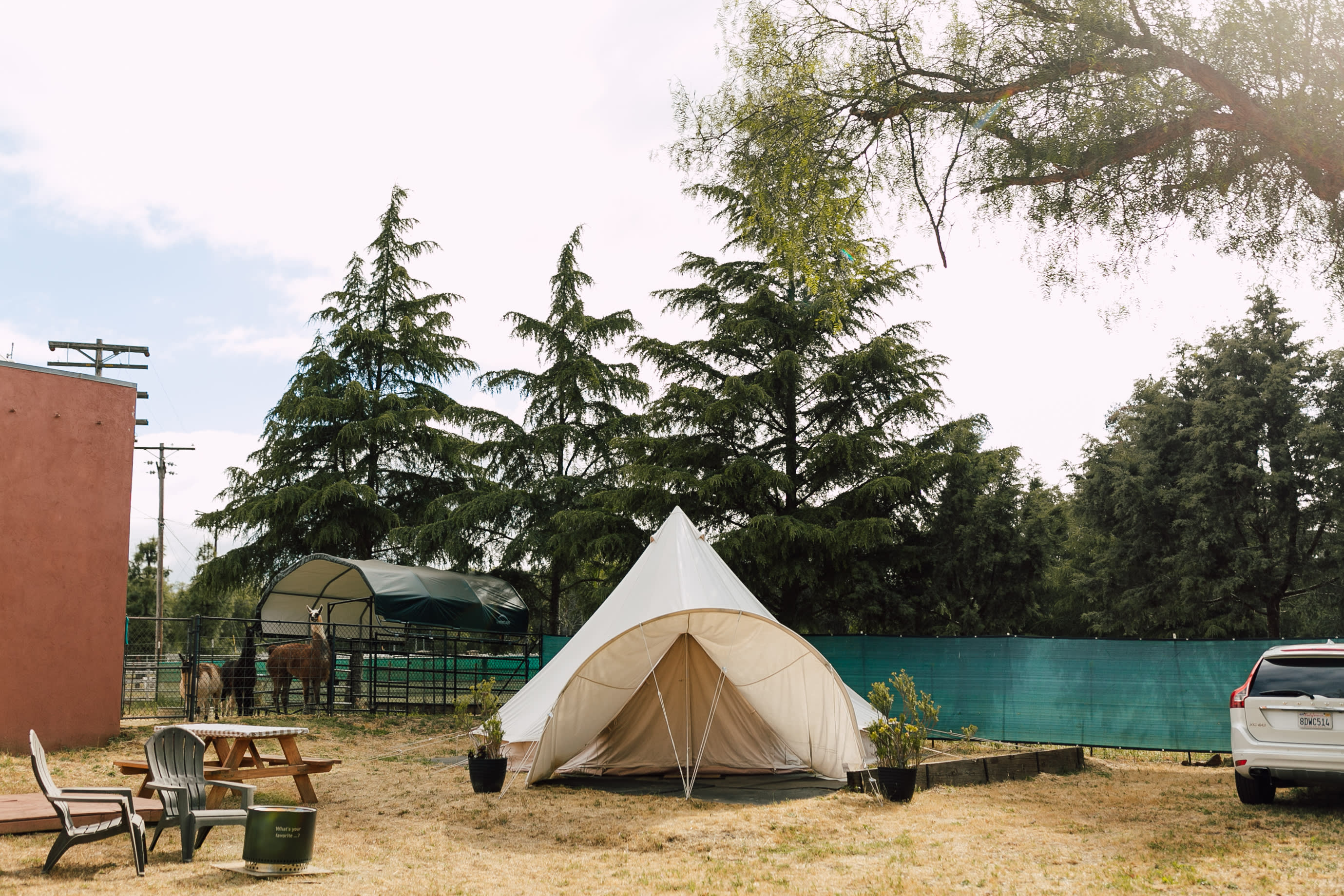 Black Mountain Llama Farm