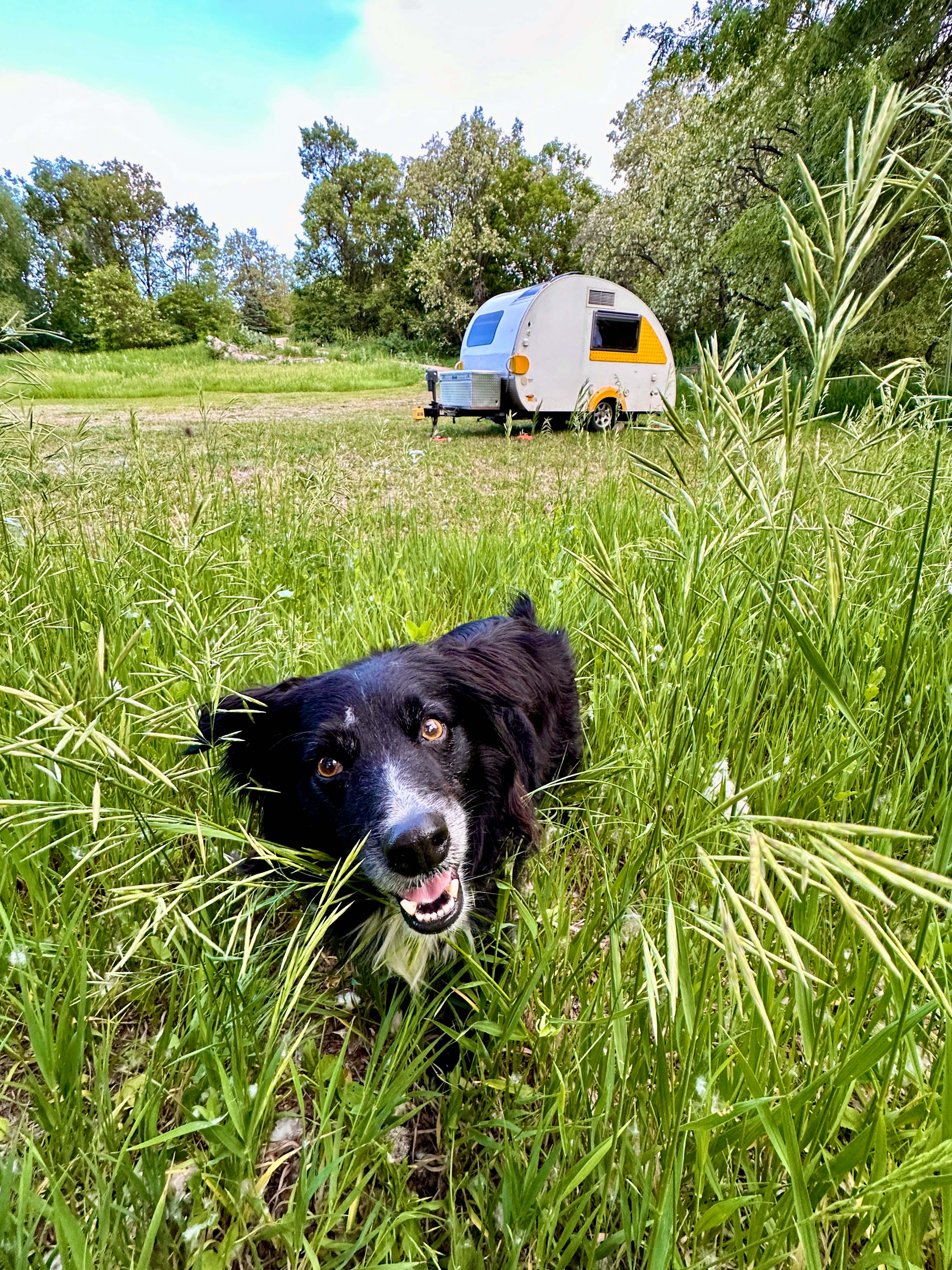 Our Farm Dog Frederic "Buddy Dog" Bimmel 