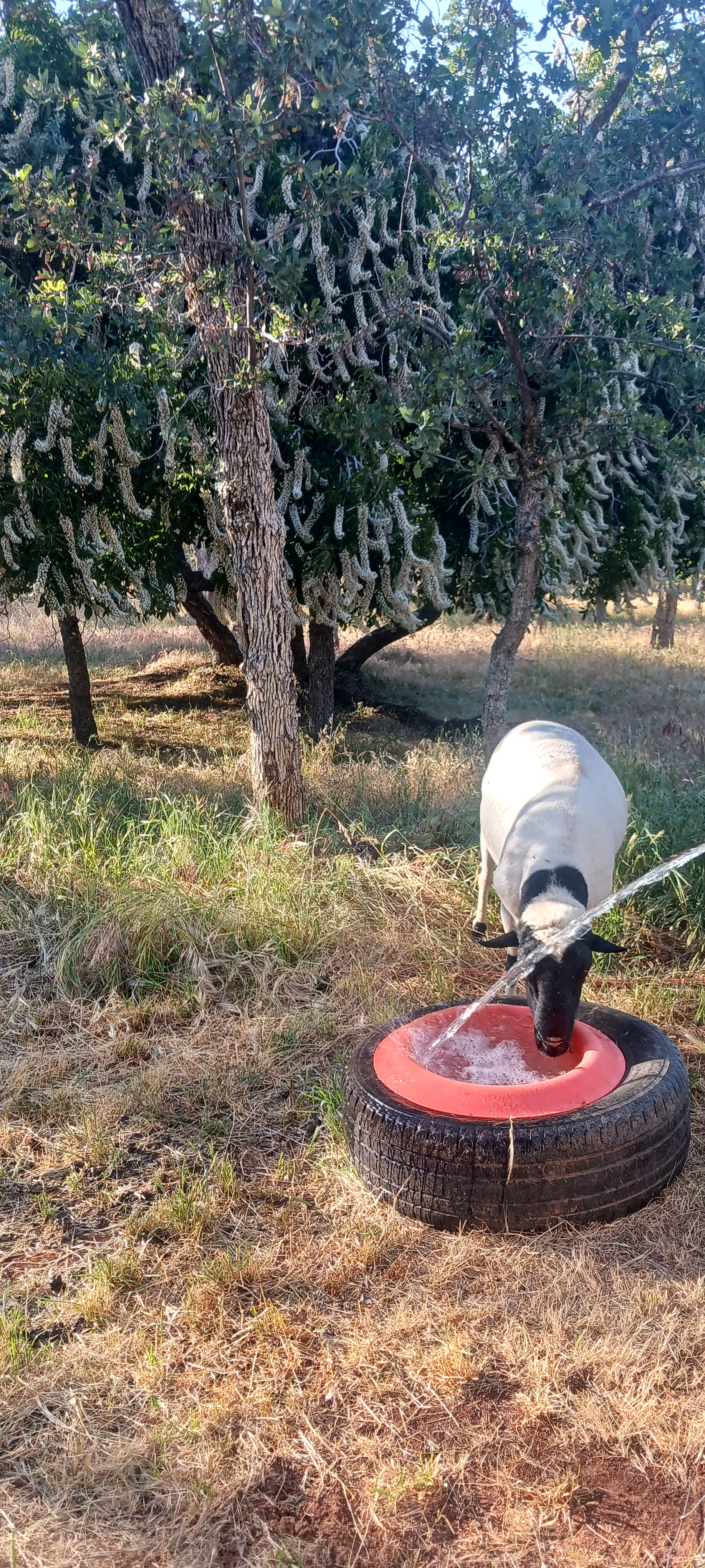 We have filteted well water for you to fill your tank