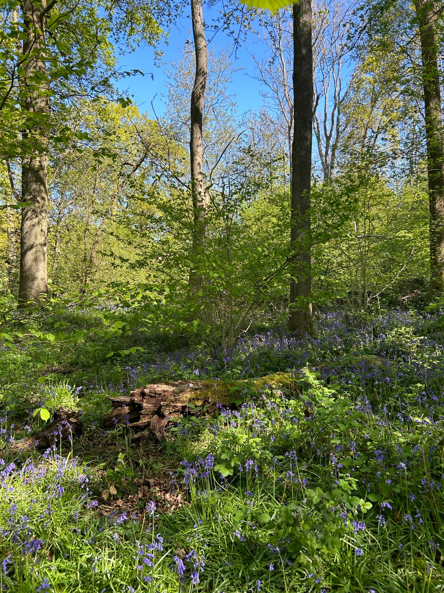 Strawberry Lane Tree Tent campsite