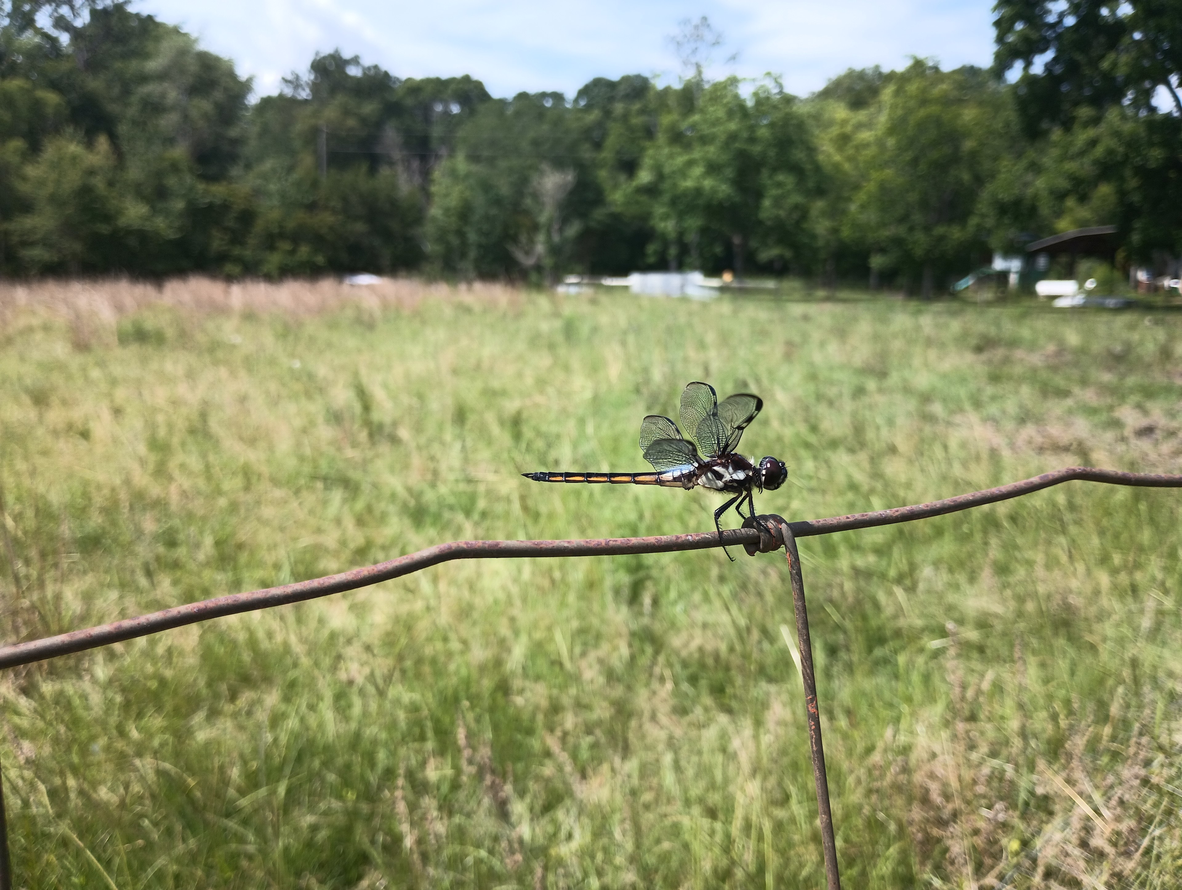 HeeHaw Acres Farm