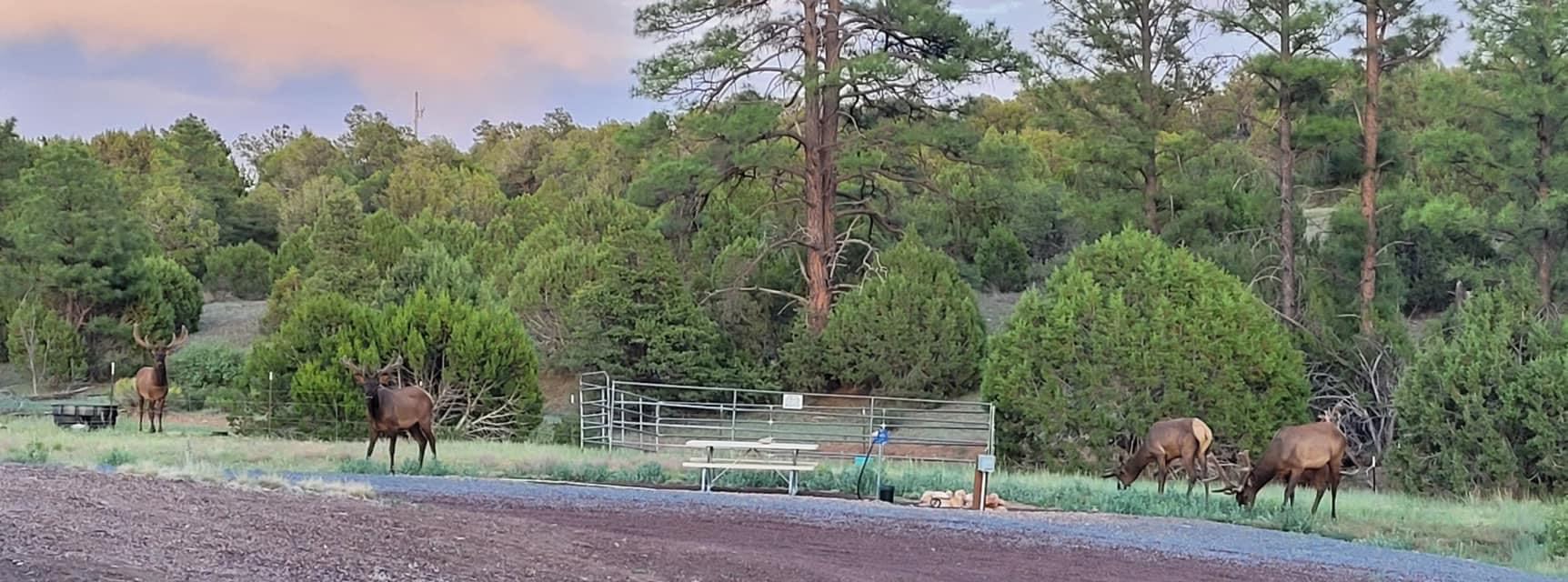 Horse friendly campsites