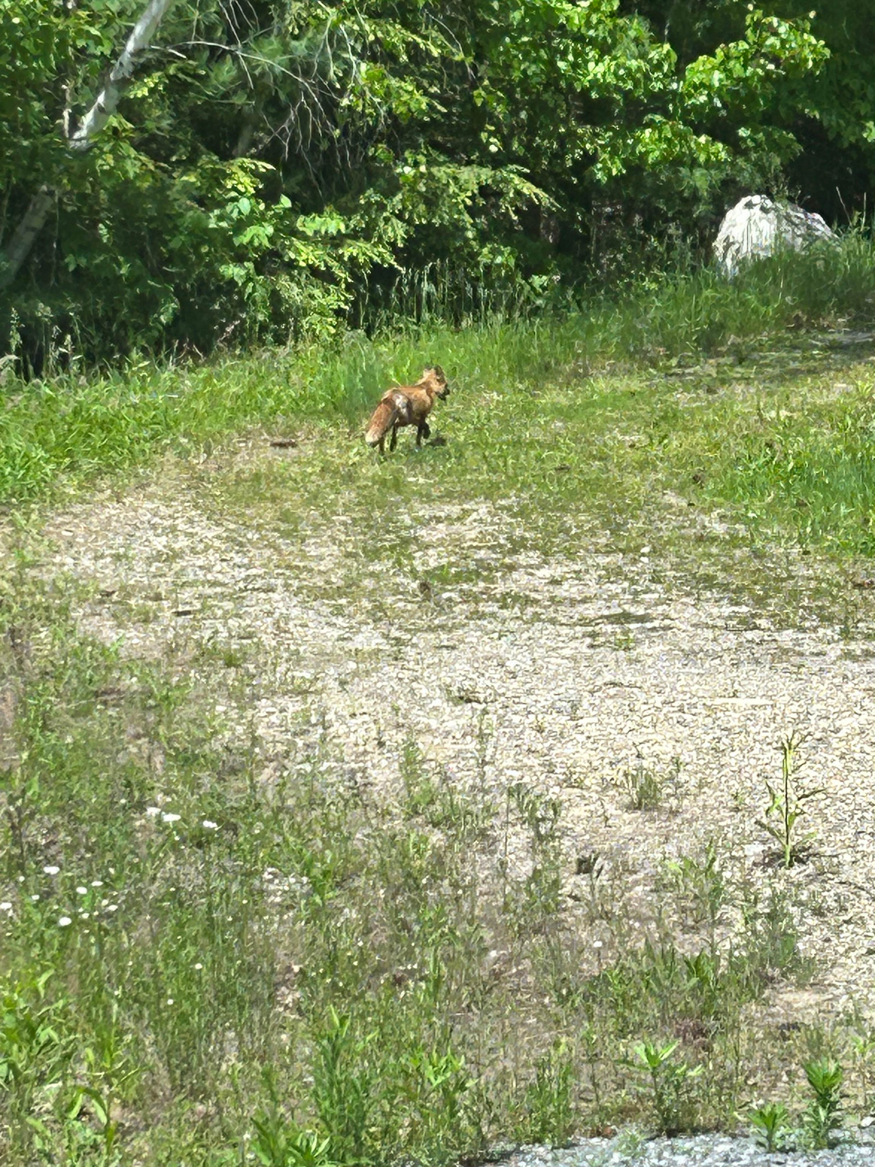 Camp Rabbit Hollow