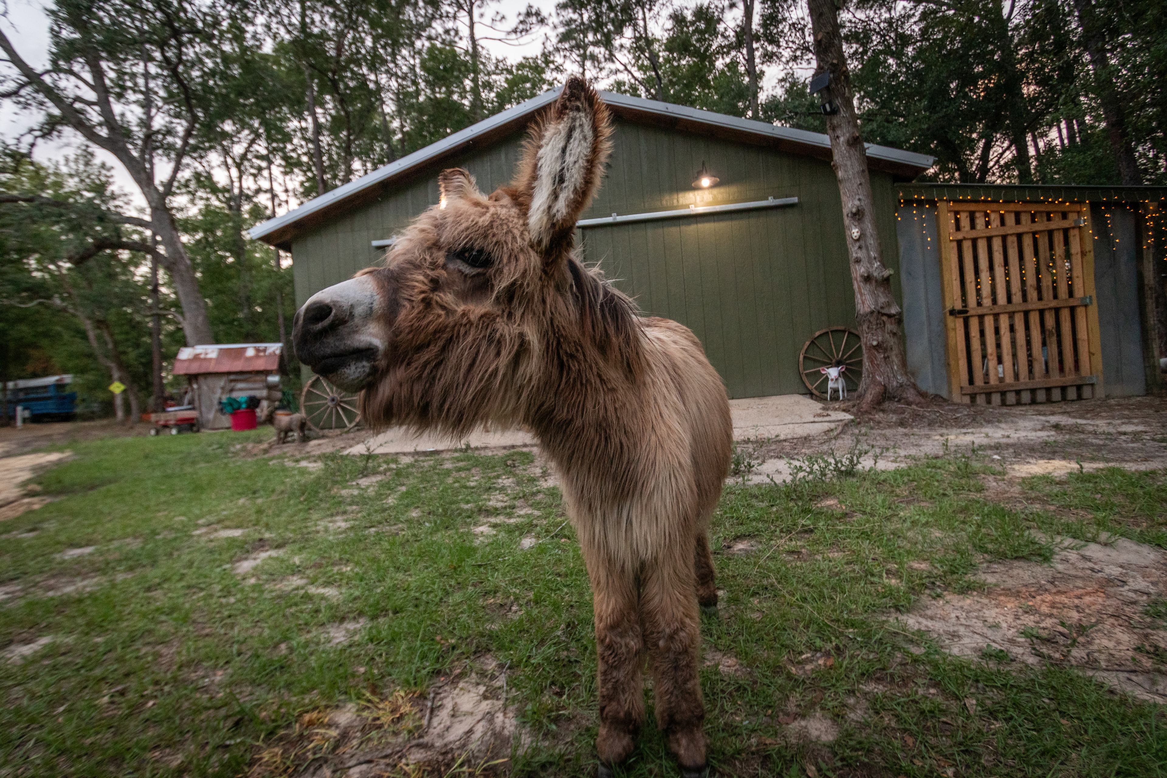 Magic Acres Farm - Bus Glamping