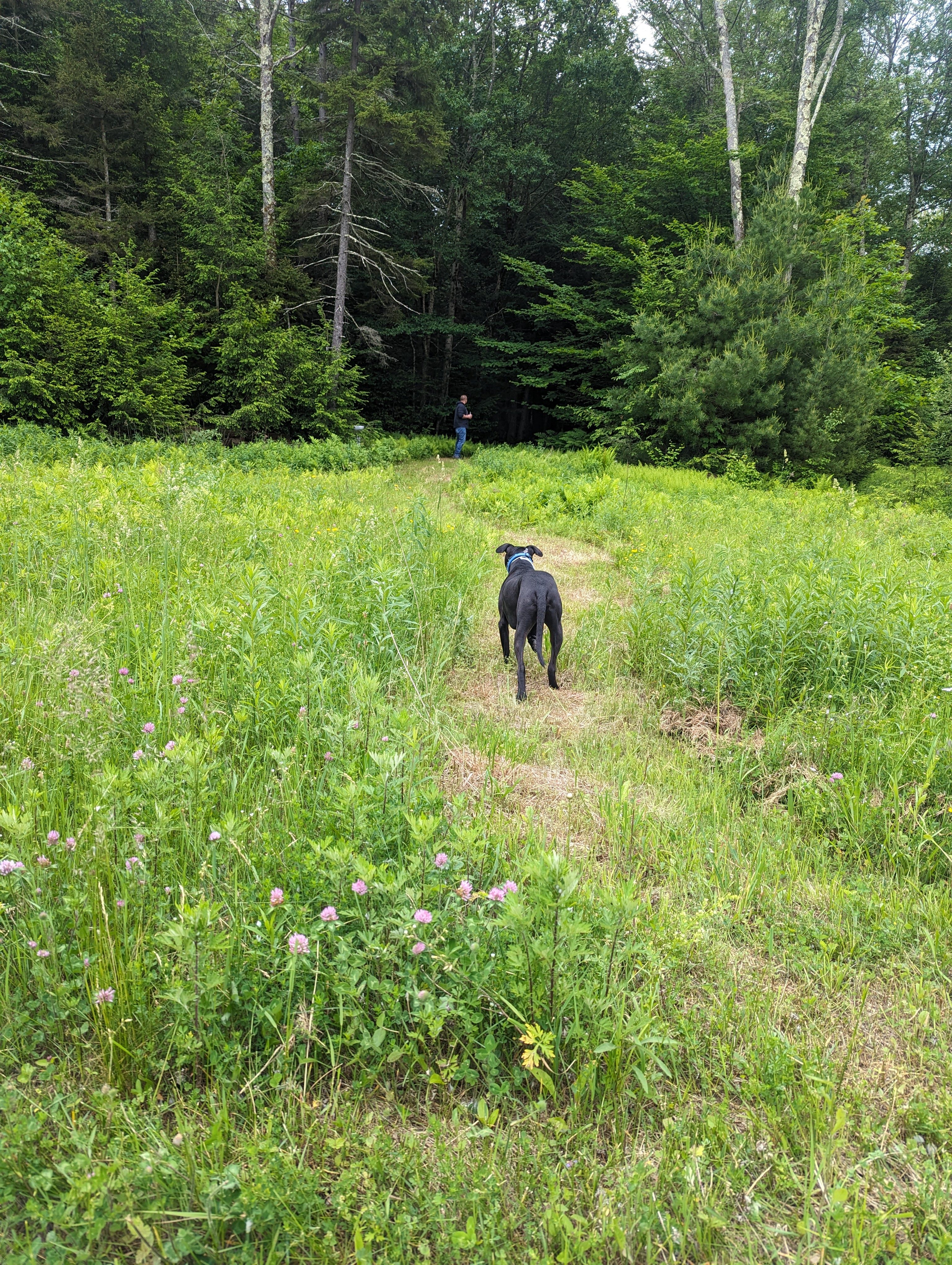 Haines Falls Mountain Camping