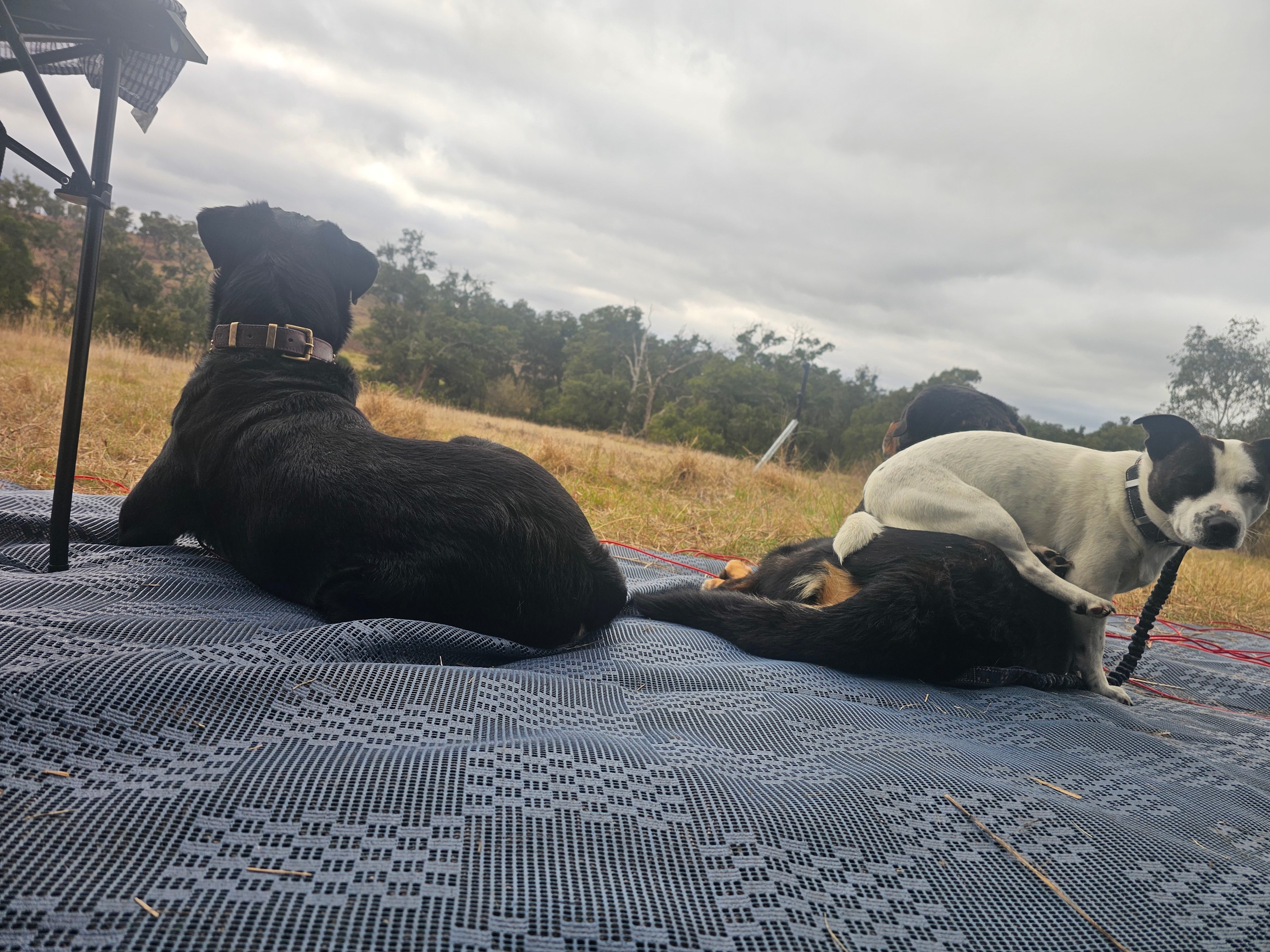 Windy Oaks Farm, O'Connell
