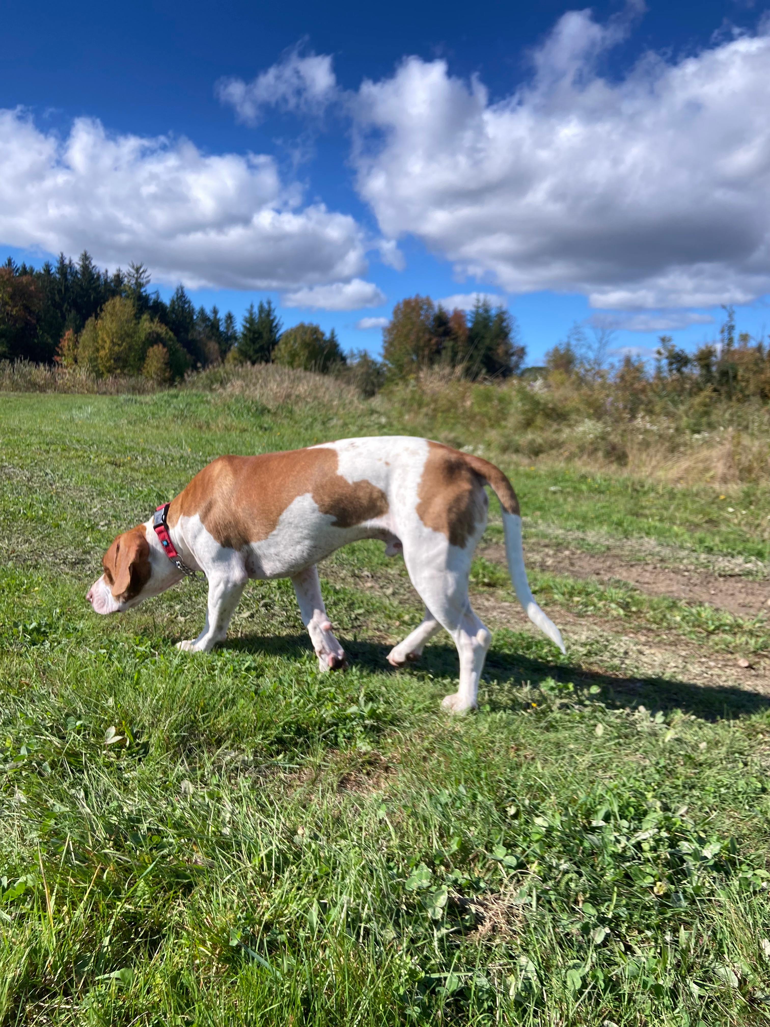 If you prefer an open vantage point, this site is perfect for you, offering unobstructed 360-degree visibility. The flat rock is easily accessible from the driveway and is just 20 feet from the pond.