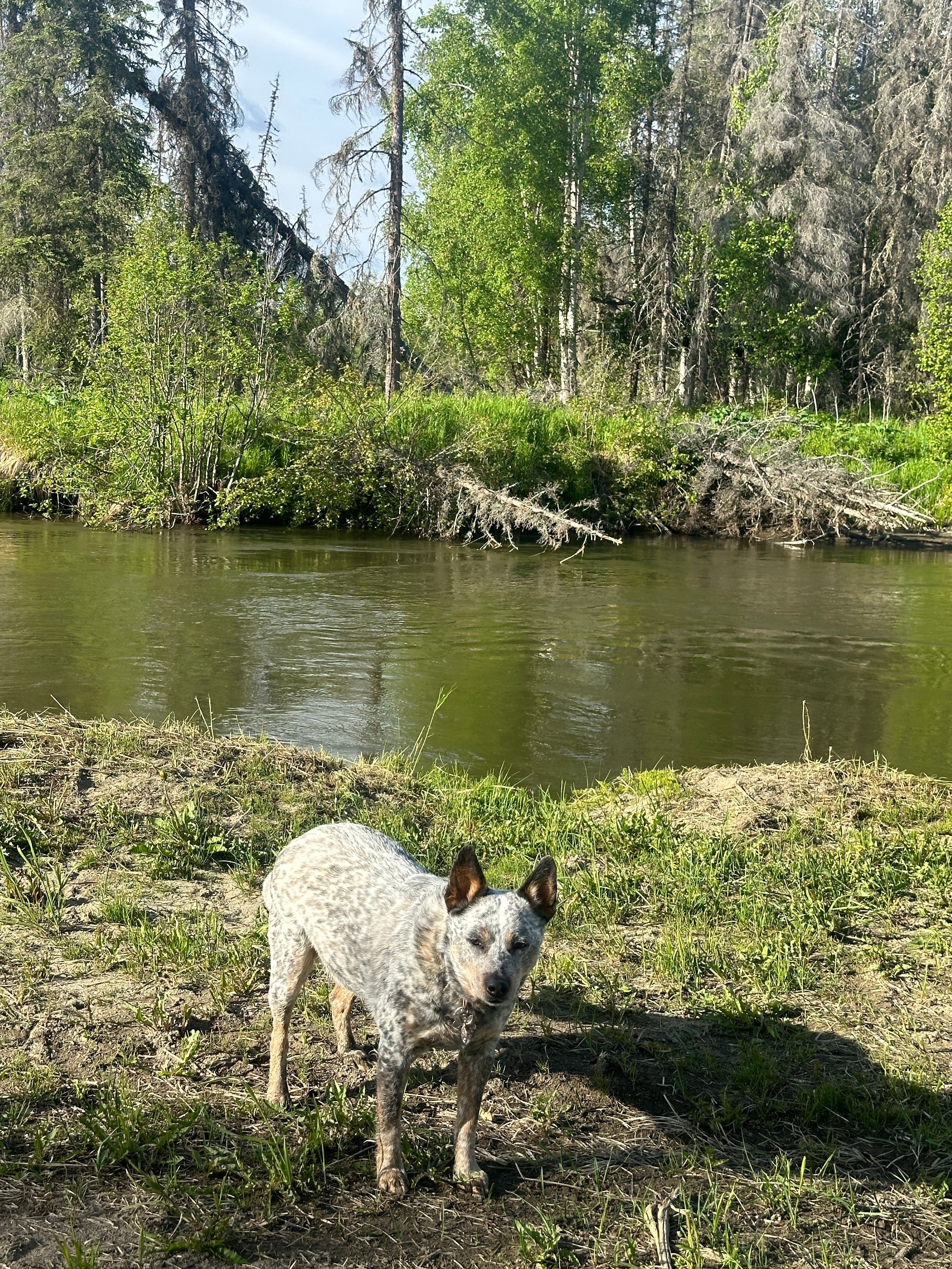 HiJo's Alaska Riverside Retreat