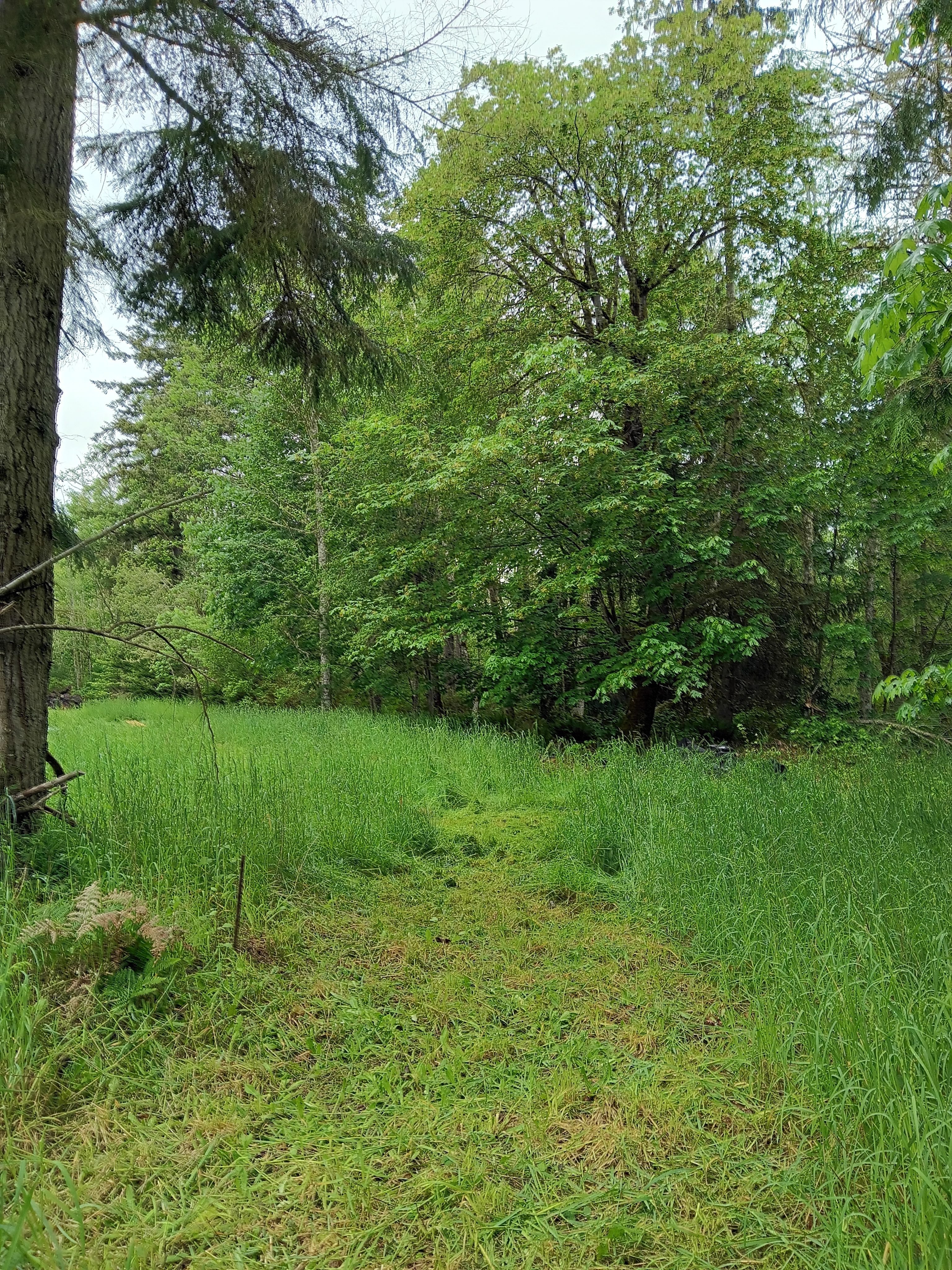 Satori Camp