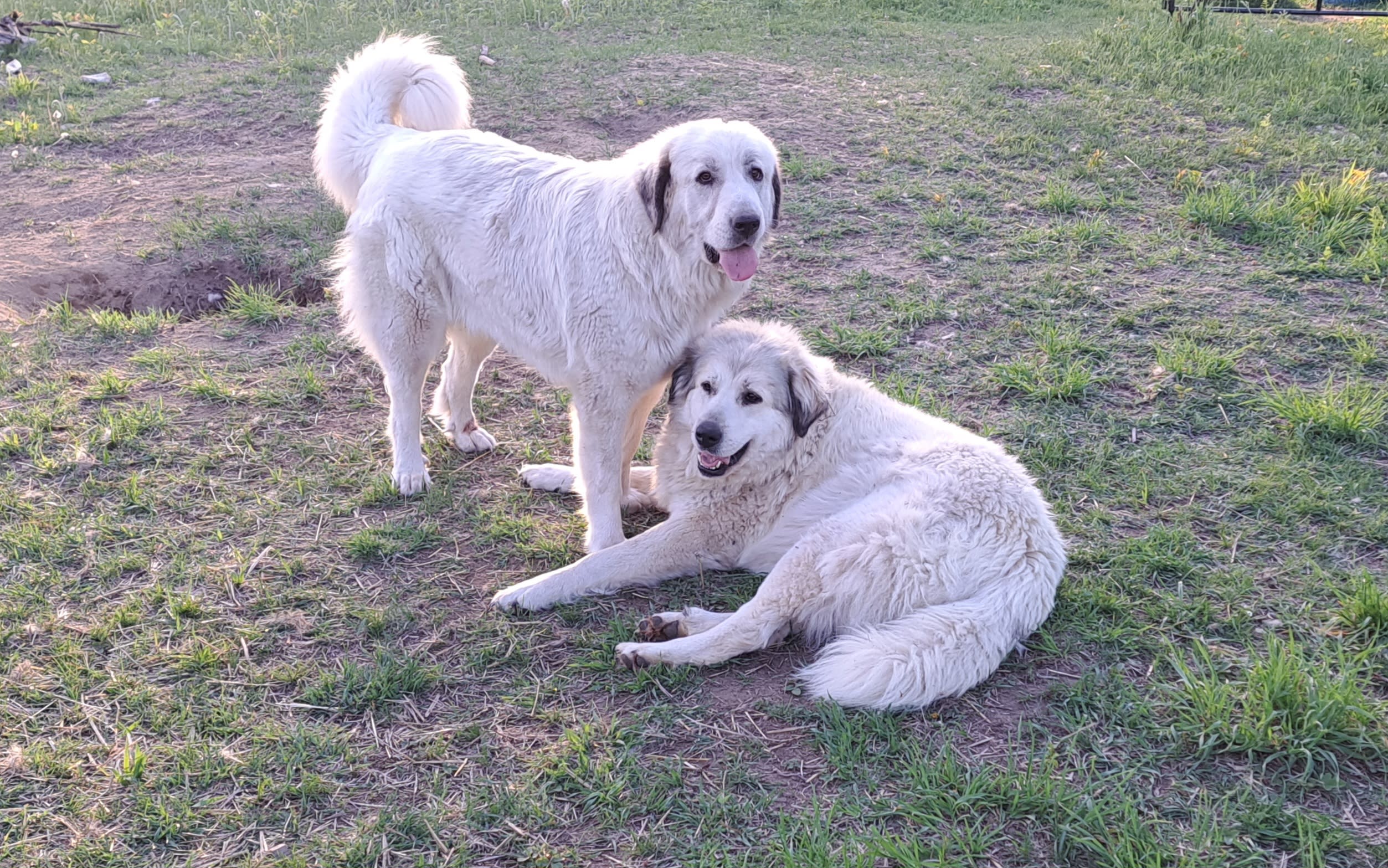 Rootbound Ranch Camp n Horse