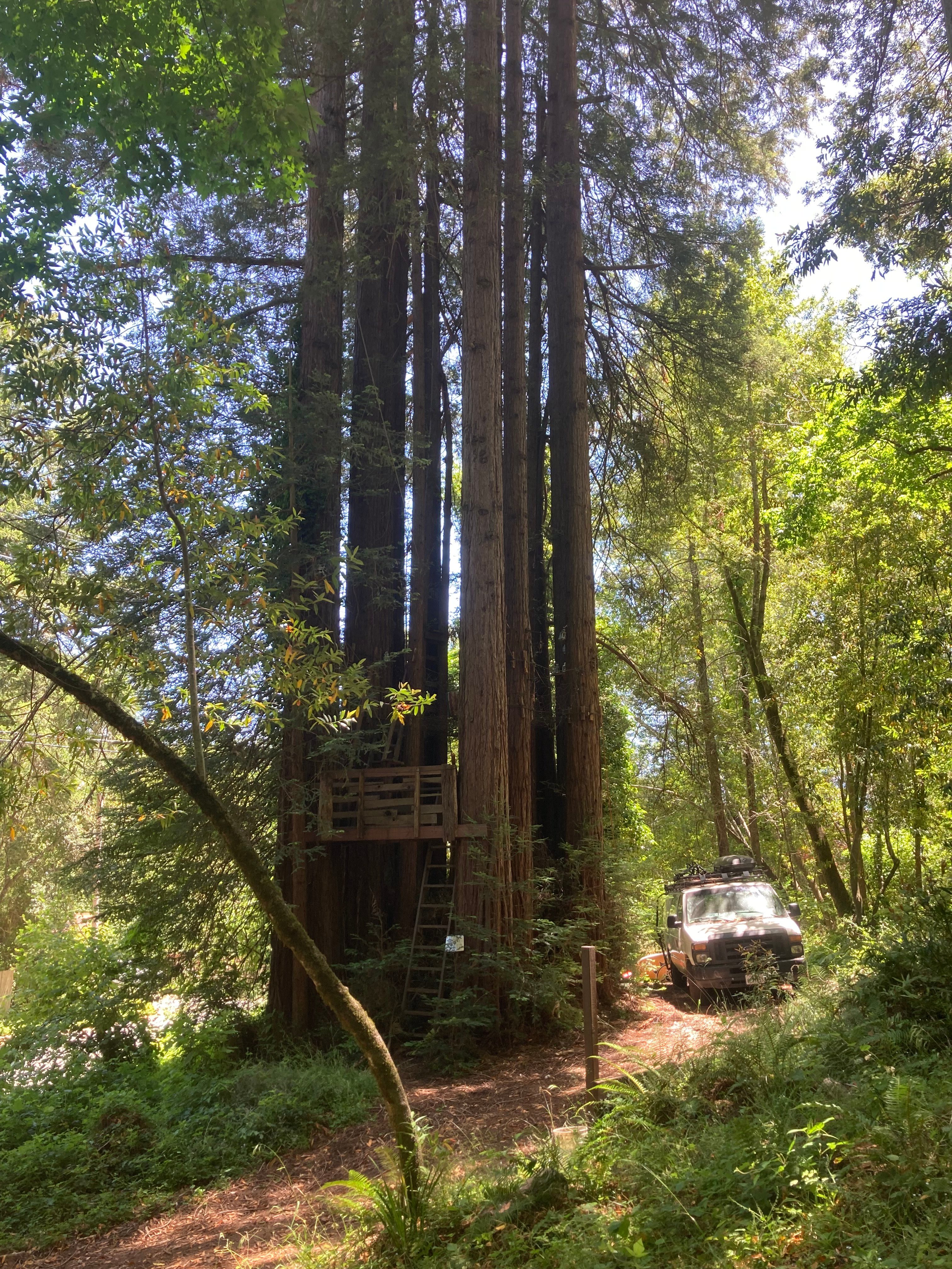 Sleep Up High In A Redwood Tree-net