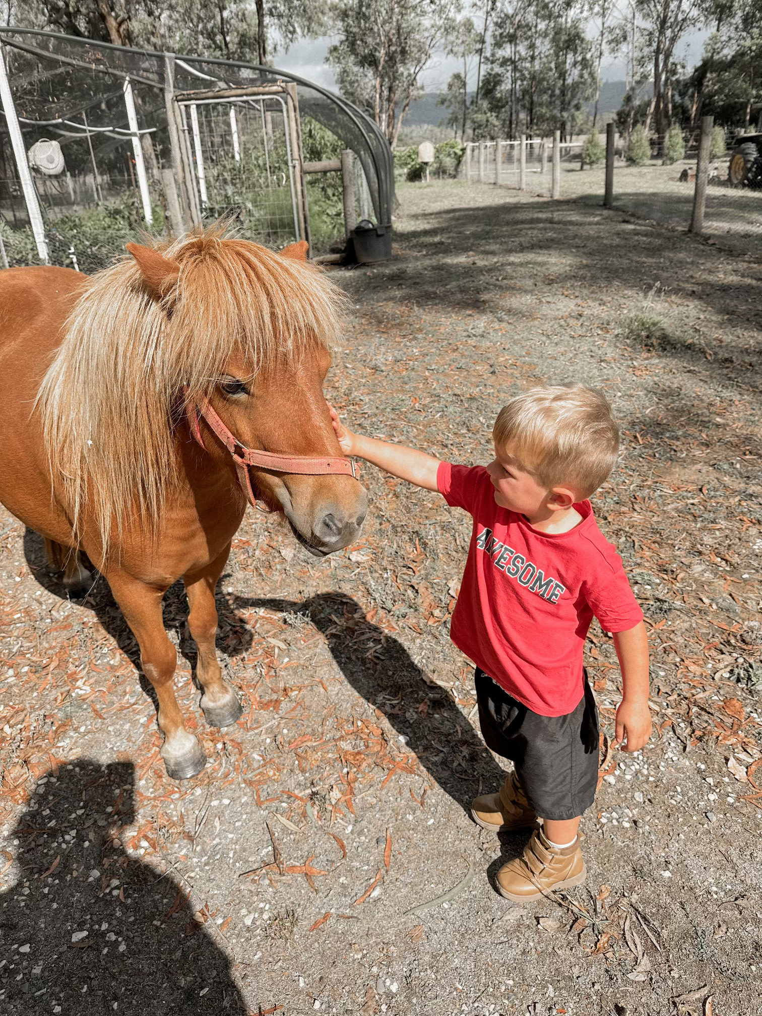 Kids can pat our little Shetland pony Peaches 🍑 and she won't say no to an apple. 