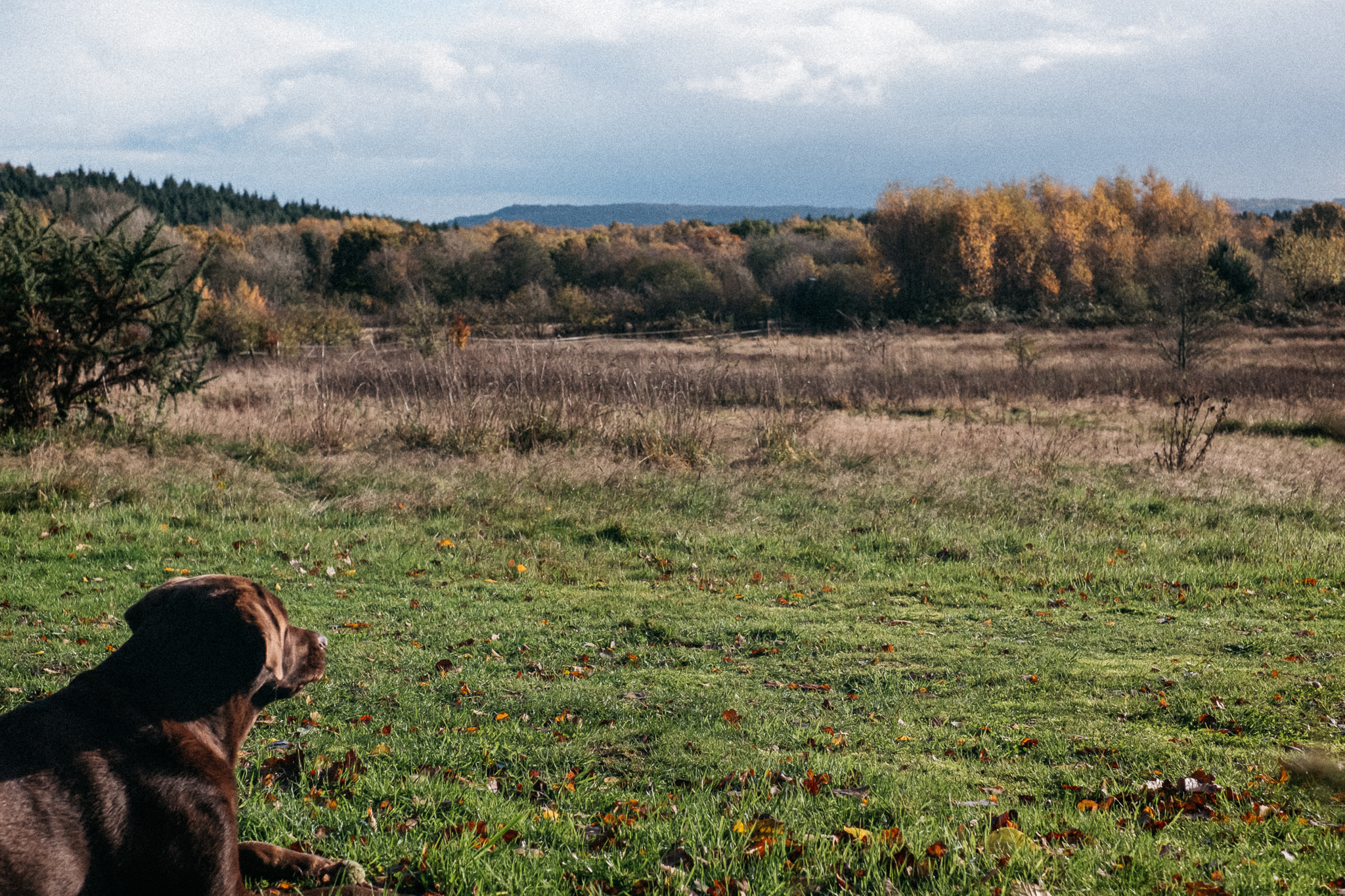 Fallow Coombe Glamping
