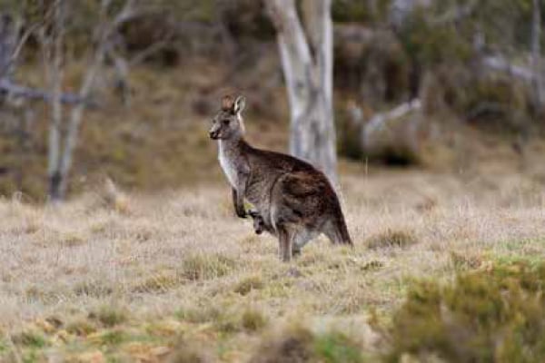 Rainbow Pines Tourist Park