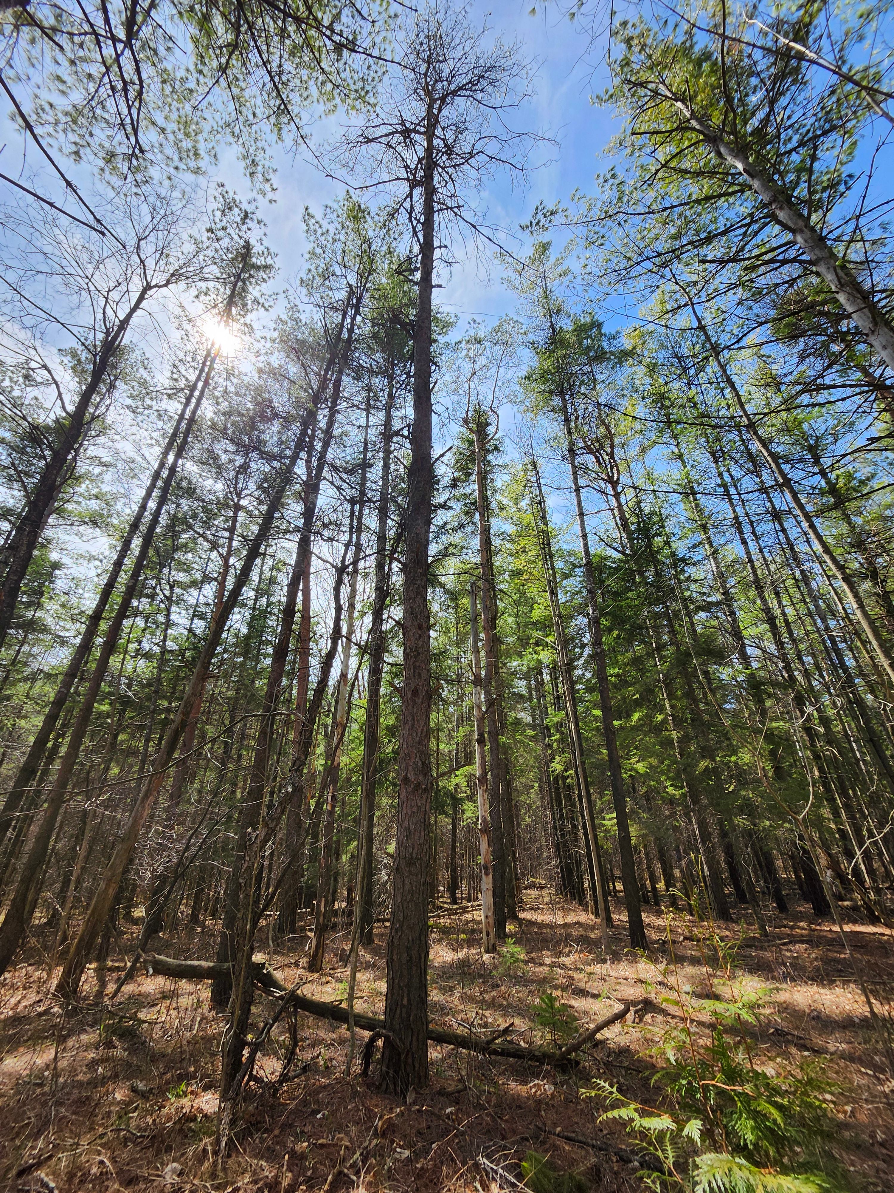 Pinehaven Camping And Cabin