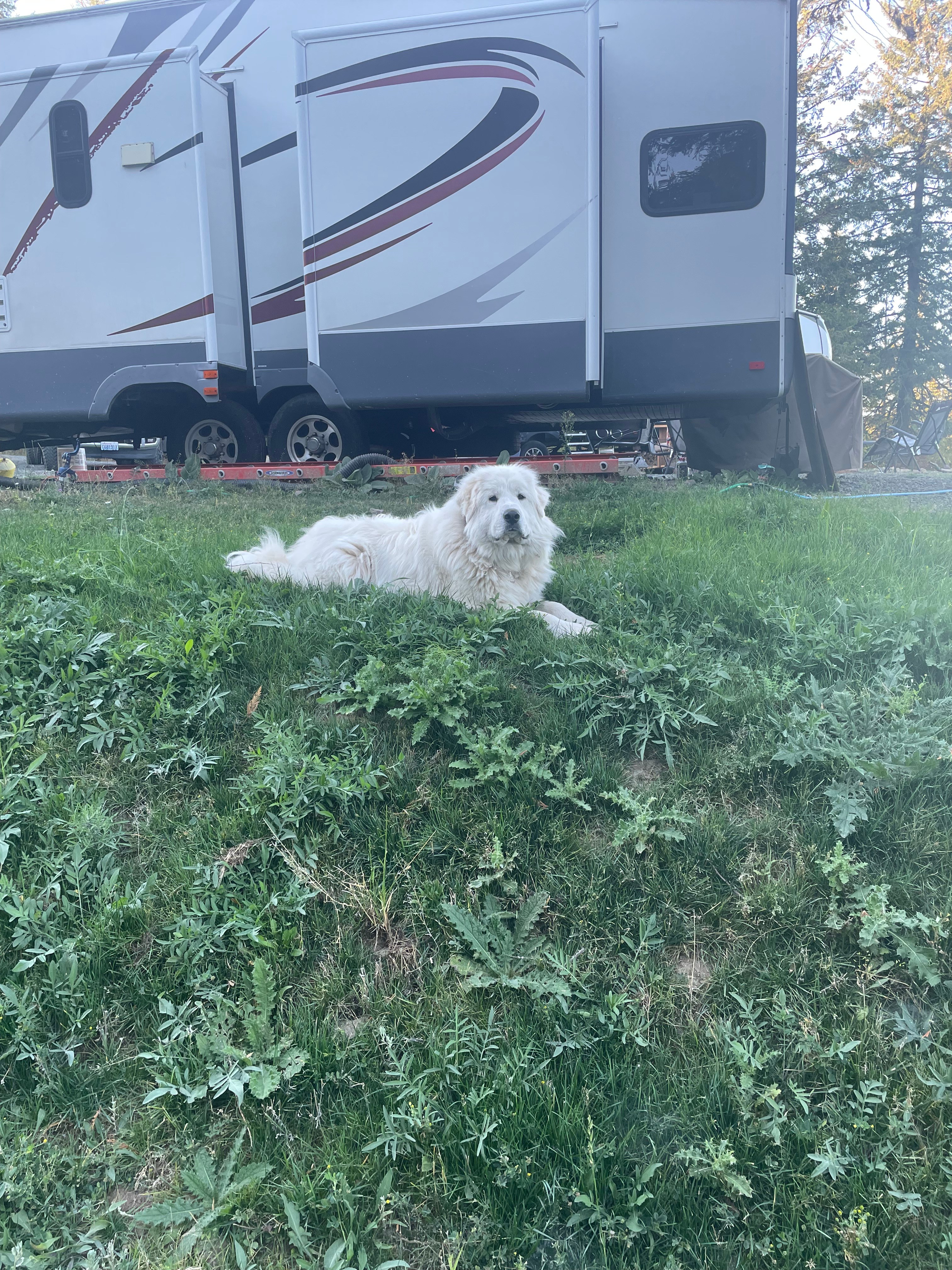 Minnie is very friendly and loves to meet all people and dogs. 