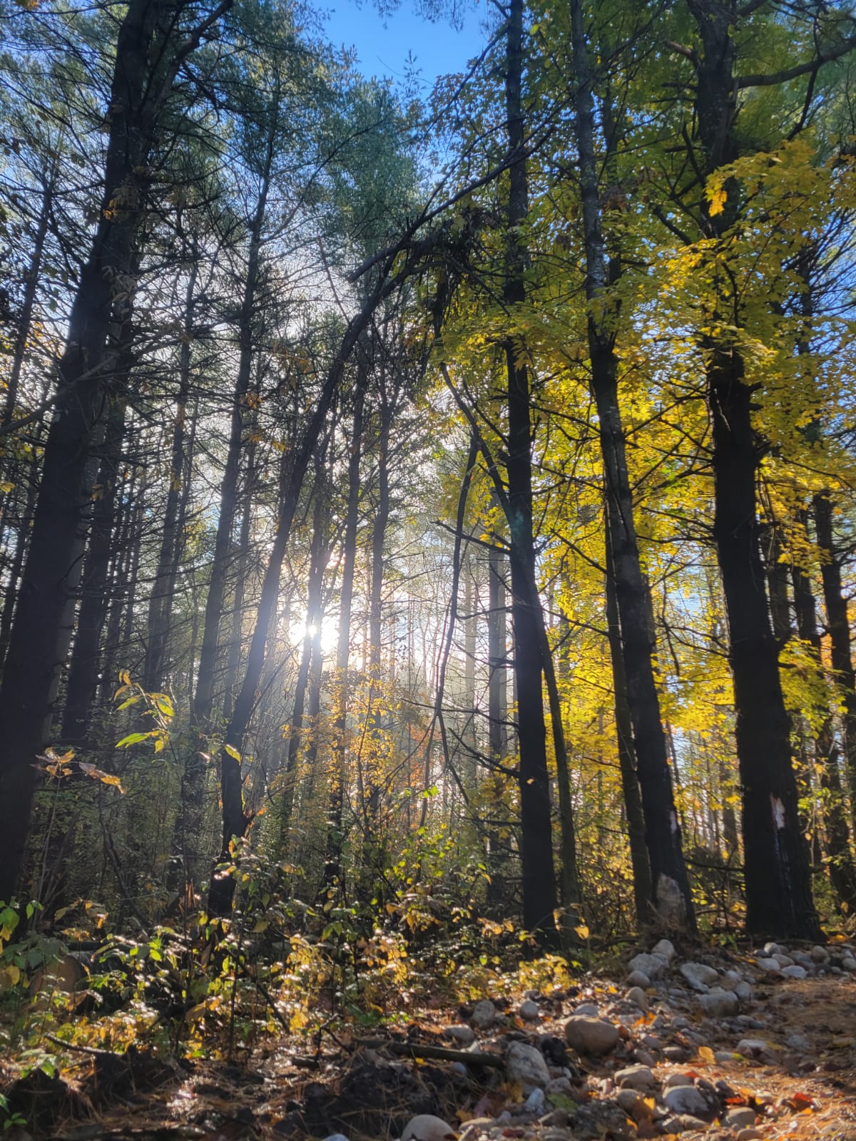 Pinehaven Camping And Cabin