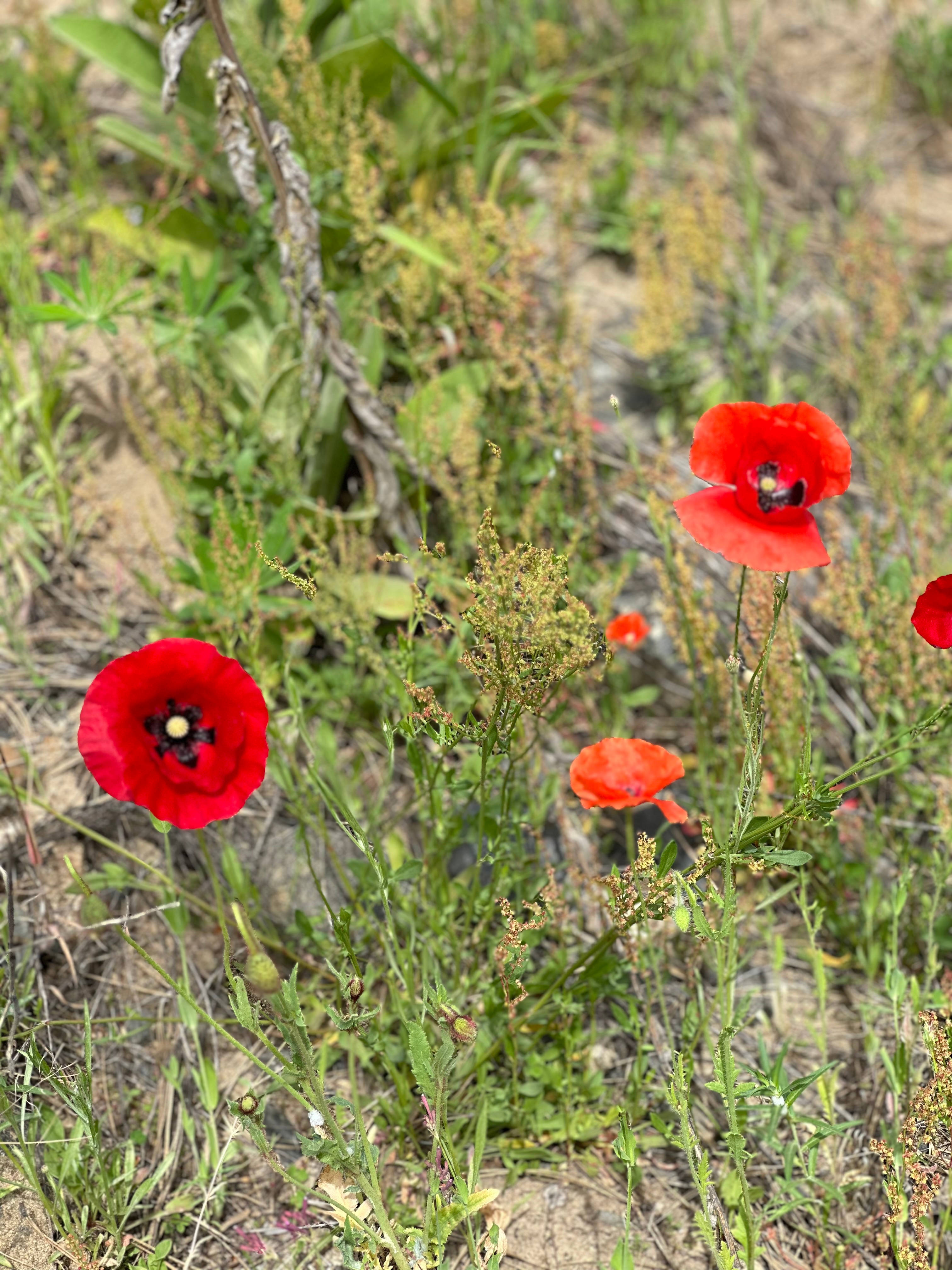 B & B Flower Farm Coeur d’ Alene