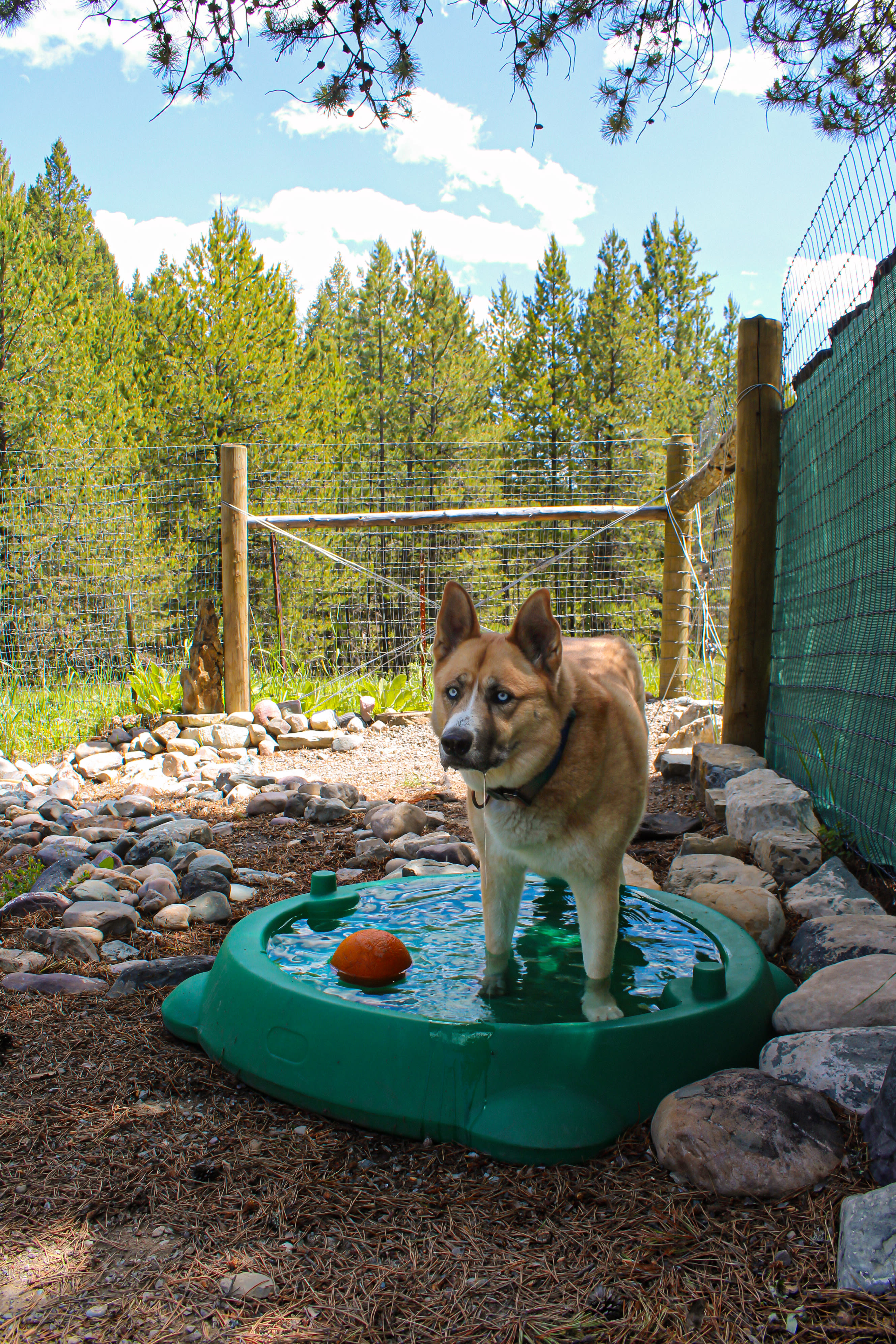 My pup loved the dog park, this was a really big treat to have a designated grassy space to play in, especially when you're coming into an area your not familiar with the wildlife!