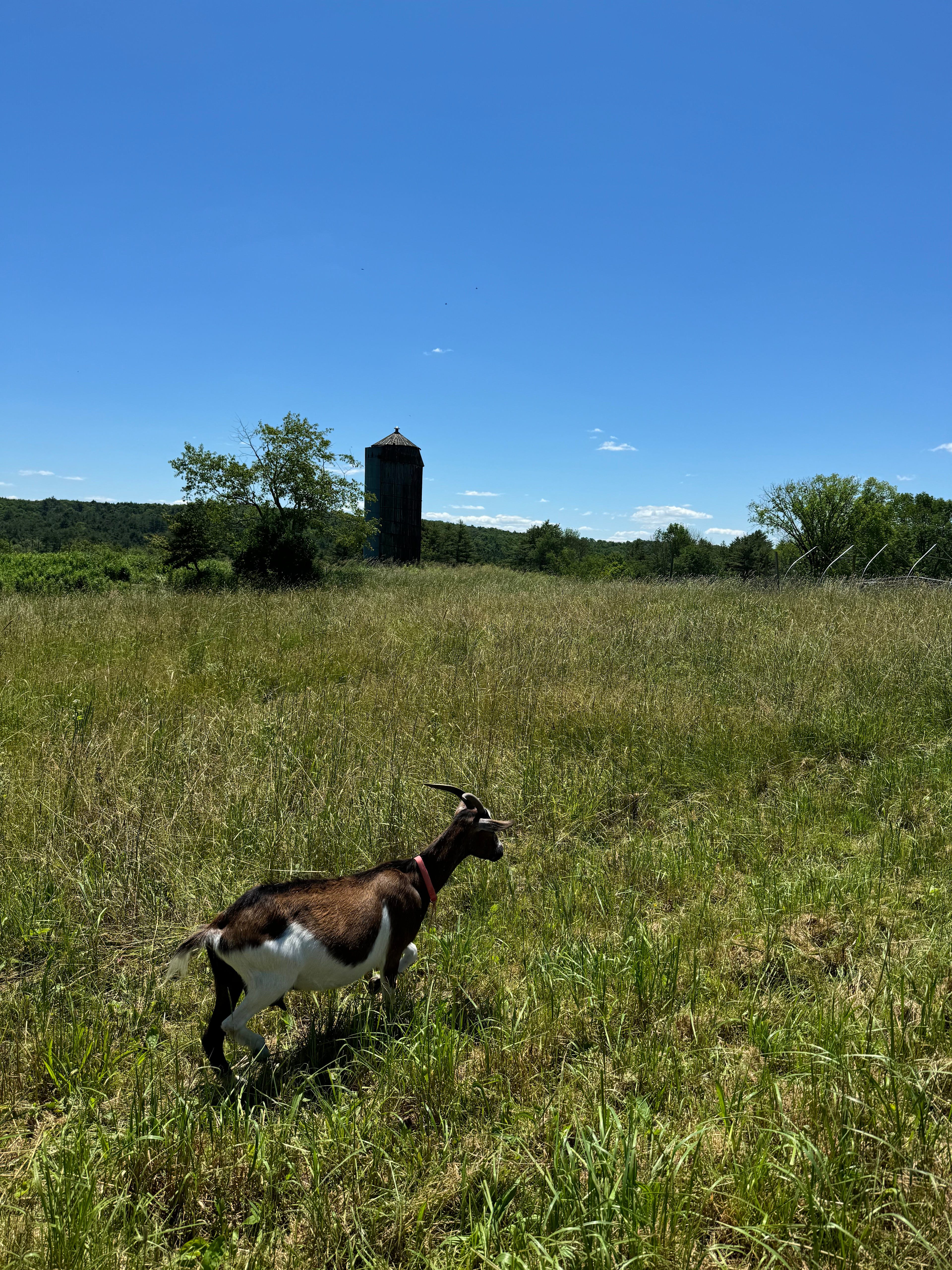 Fairytale Farm