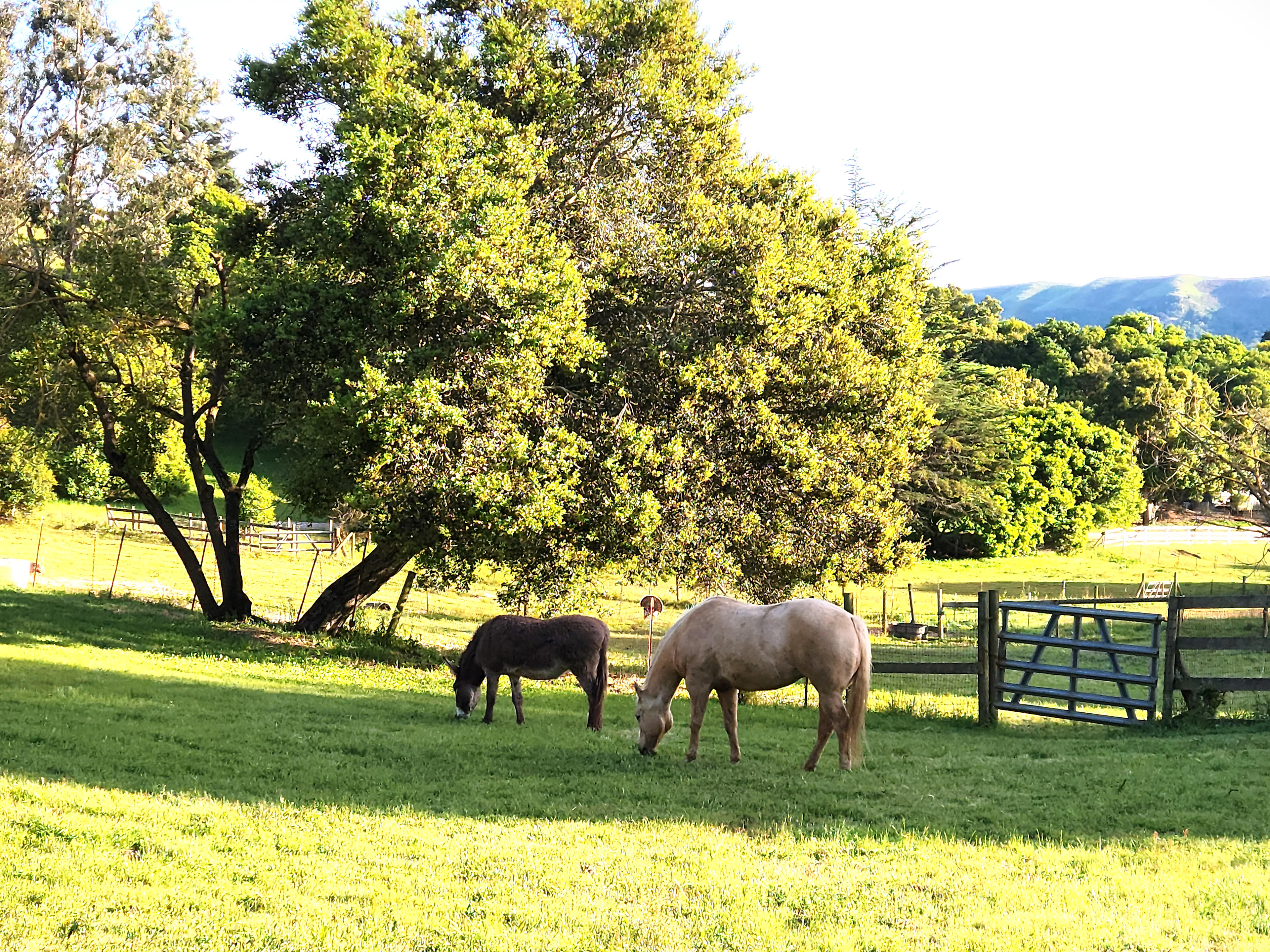 Nearby Getaway - Dogs Welcome!