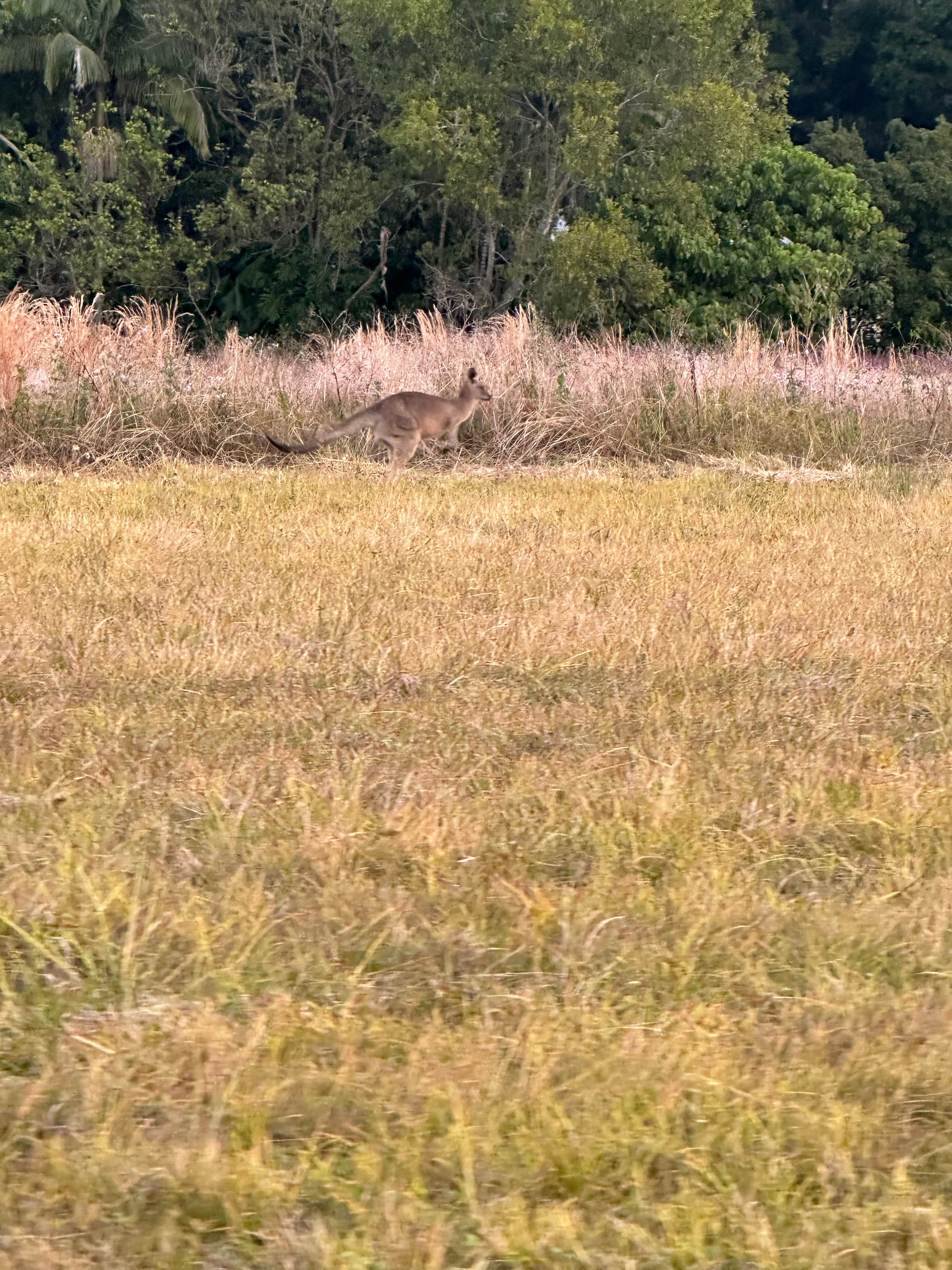 Skippy Trails on Sippy