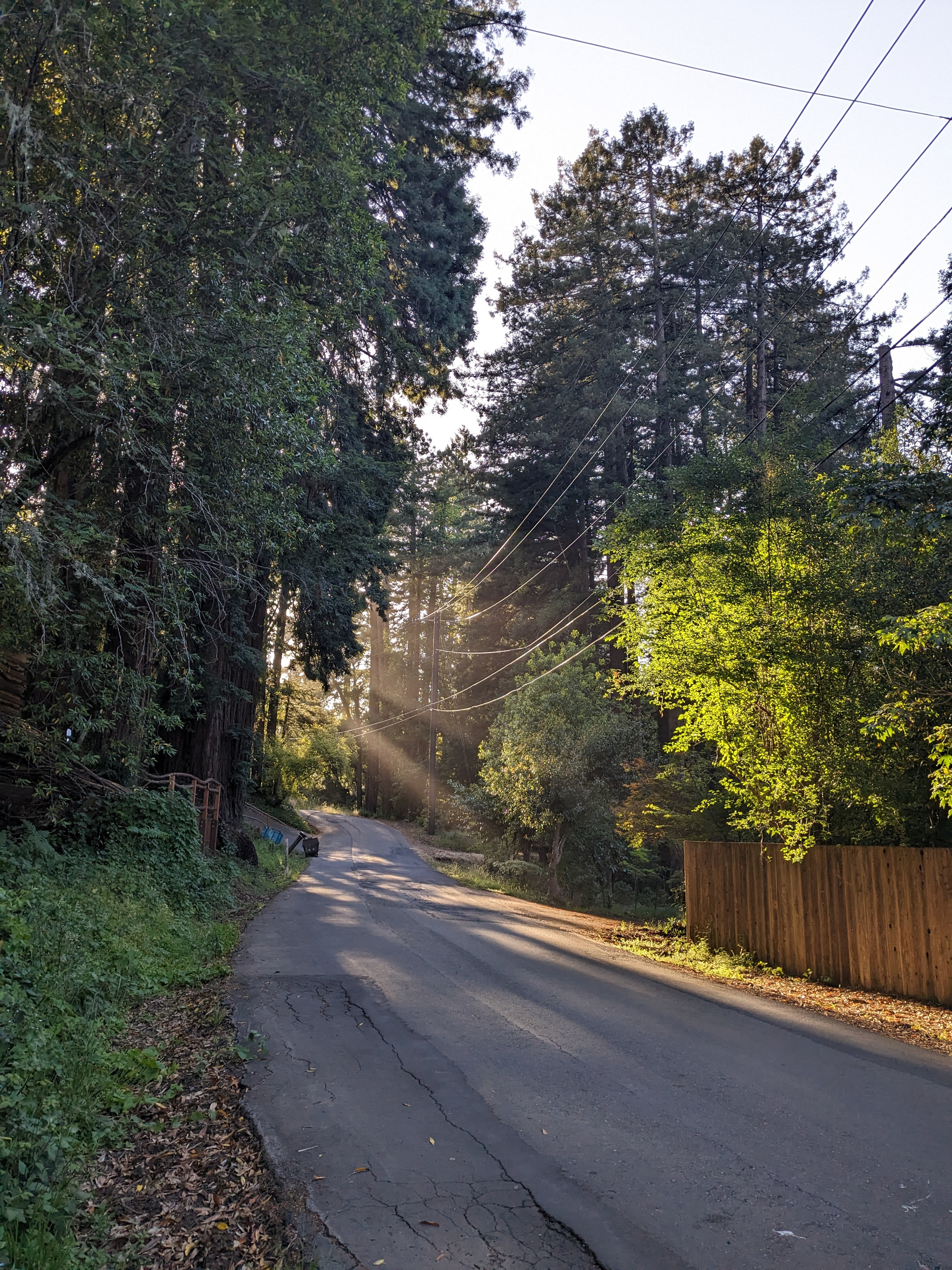 Sleep Up High In A Redwood Tree-net