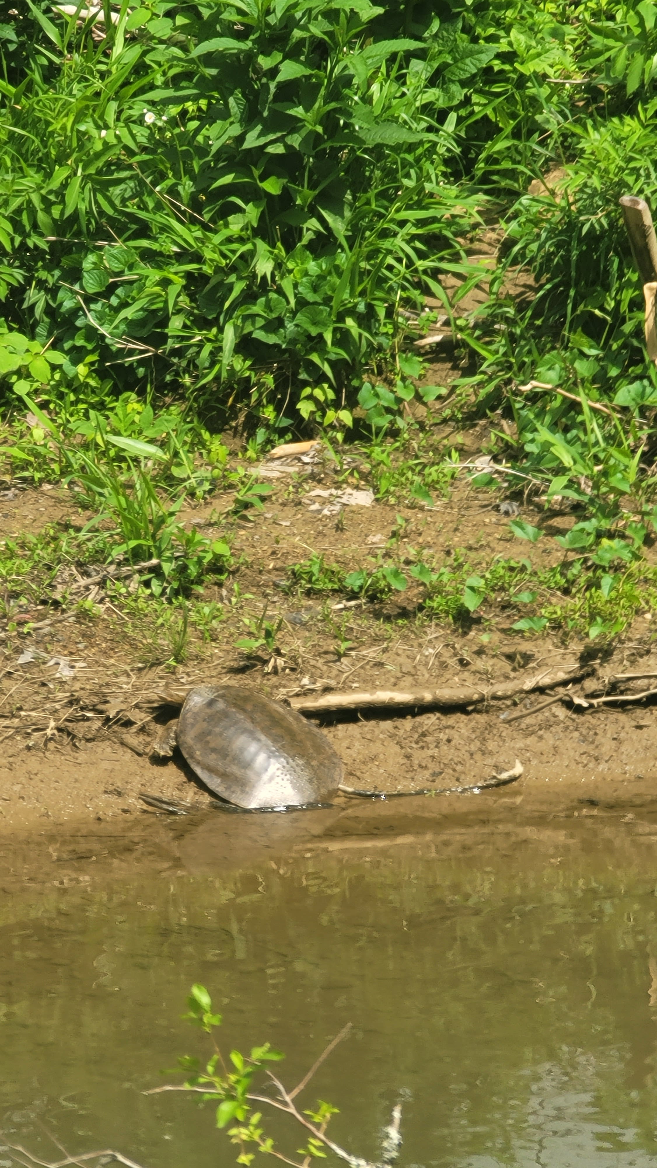 The Meadows at Poplar Creek