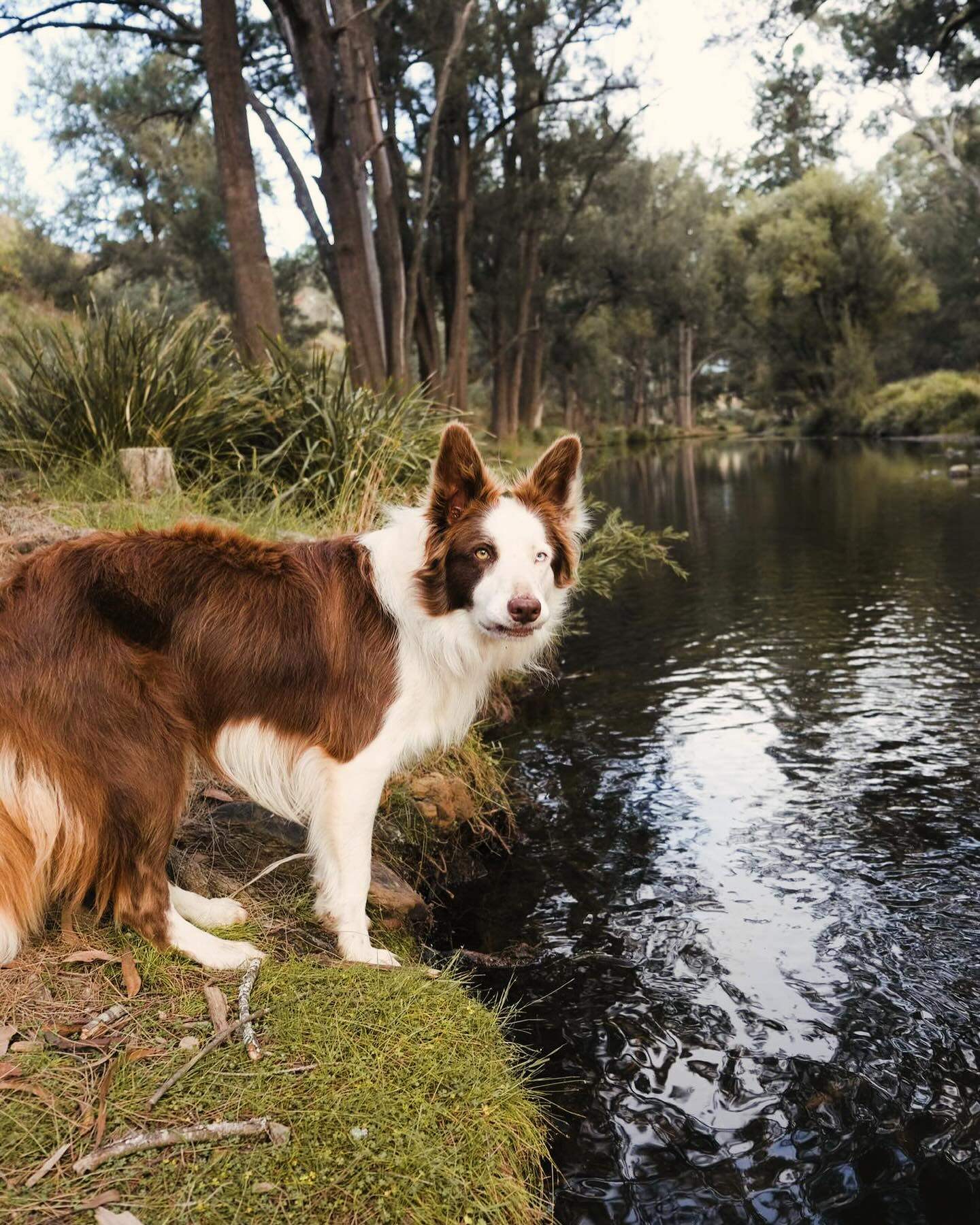 Riverside Camping, Glamping, Cabins