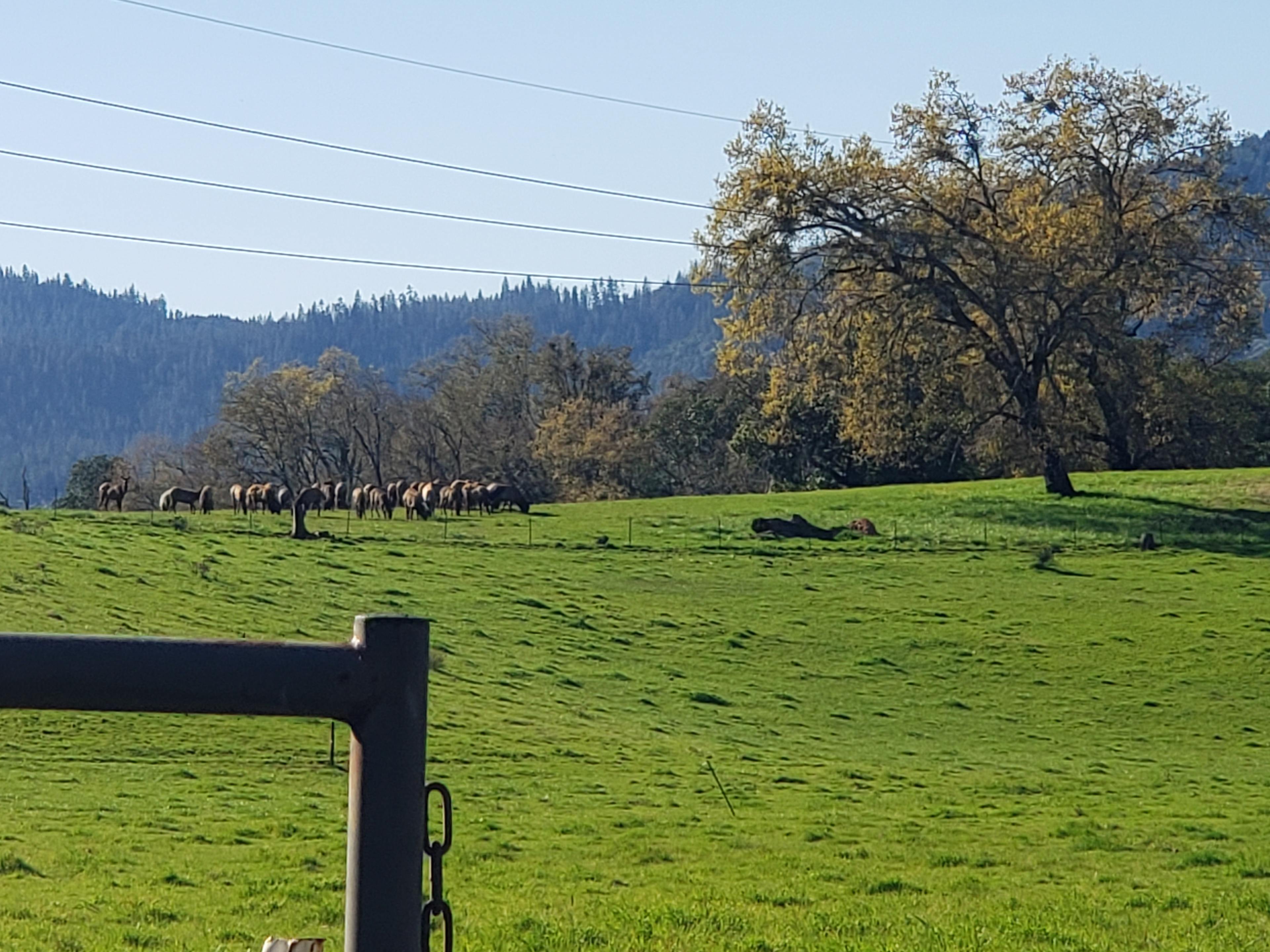 Wandering Elk