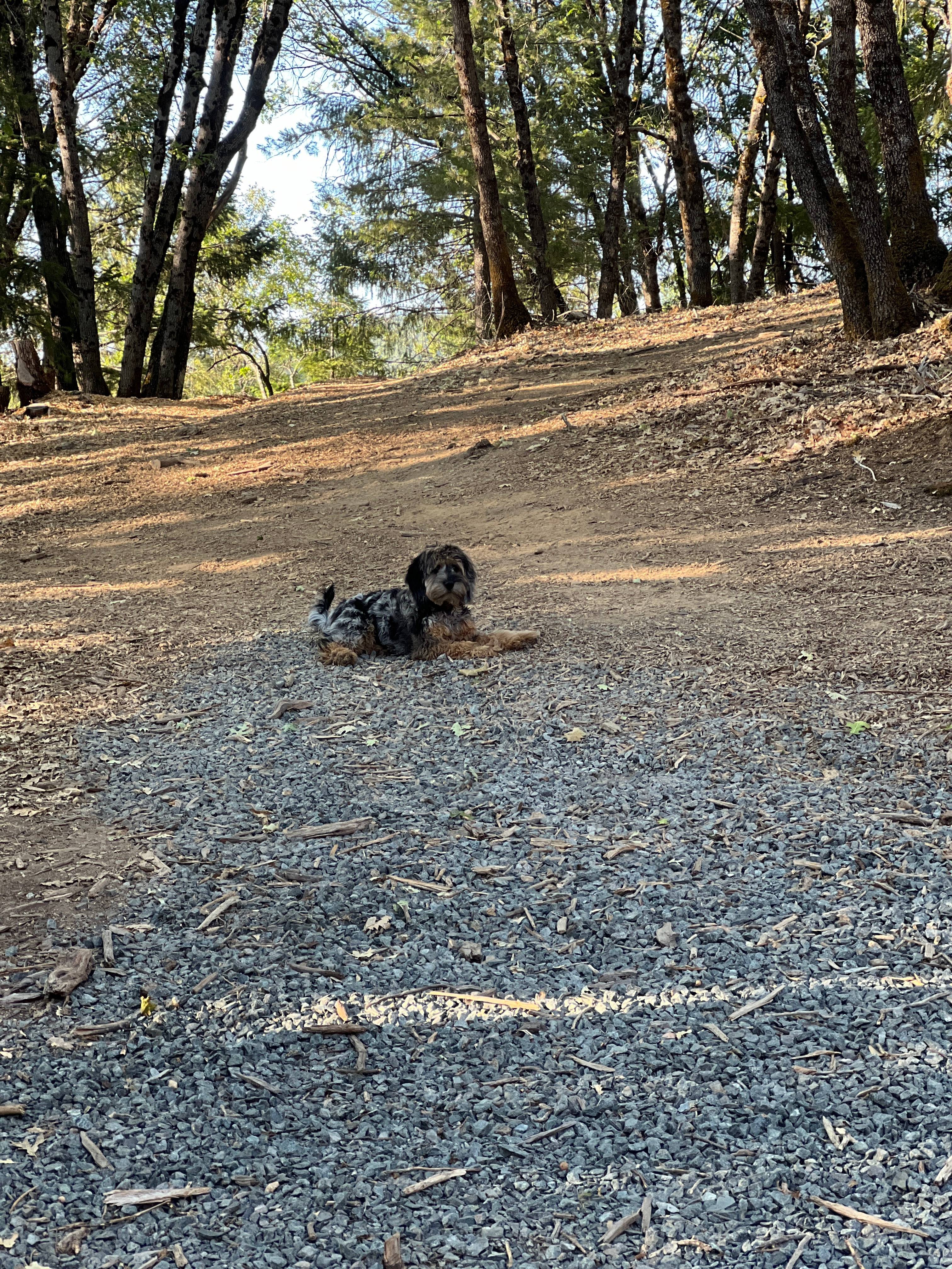 Rollins Lake Retreats Decorated 🎄