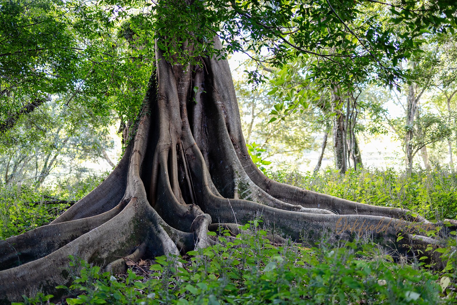 GreyGum At Beattie Creek