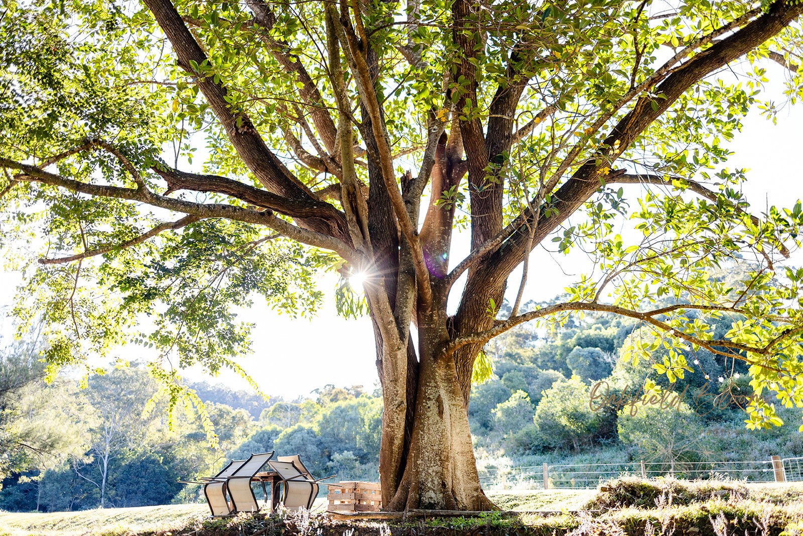 GreyGum At Beattie Creek