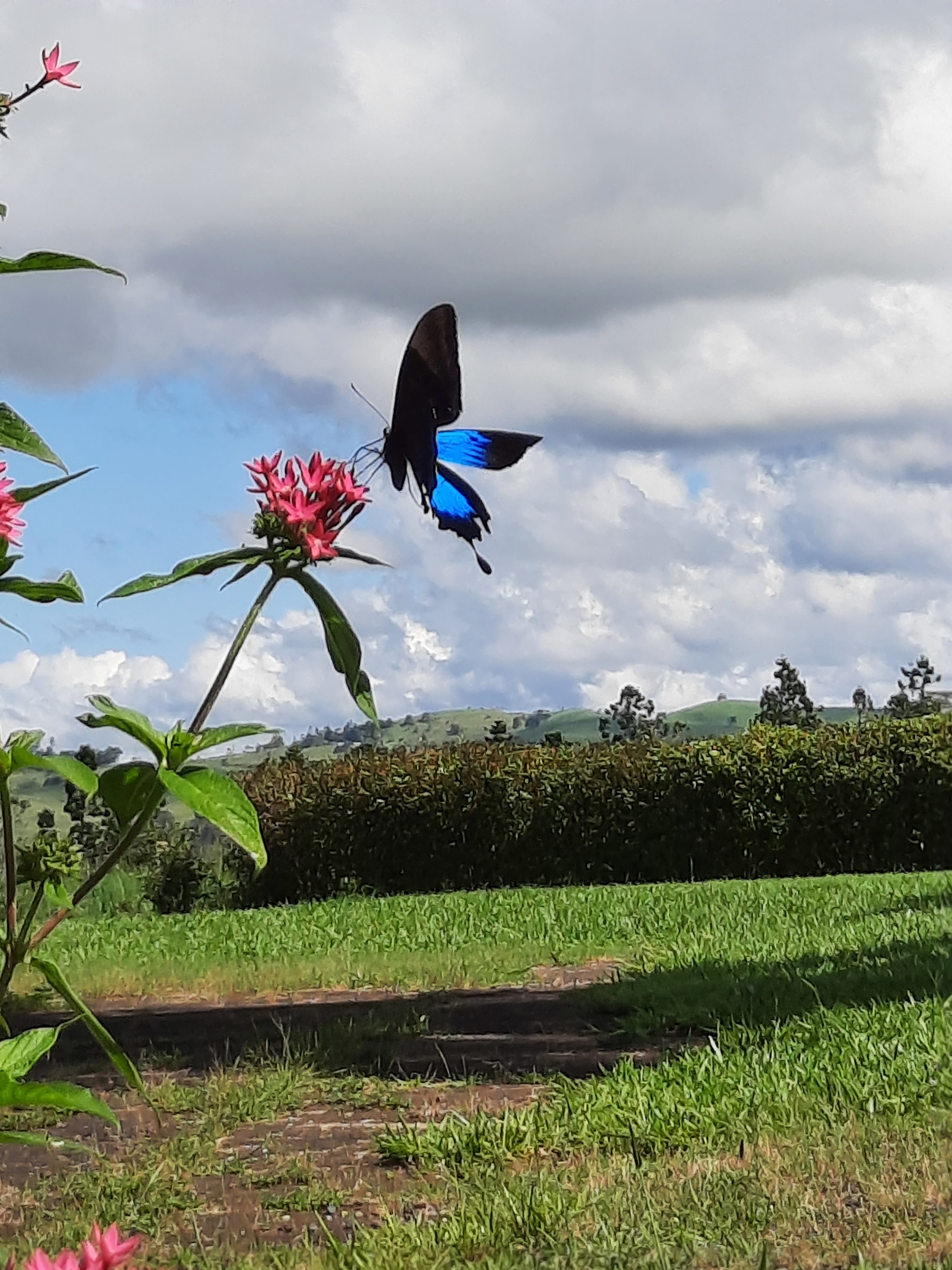 Three Falls Holiday Millaa Millaa
