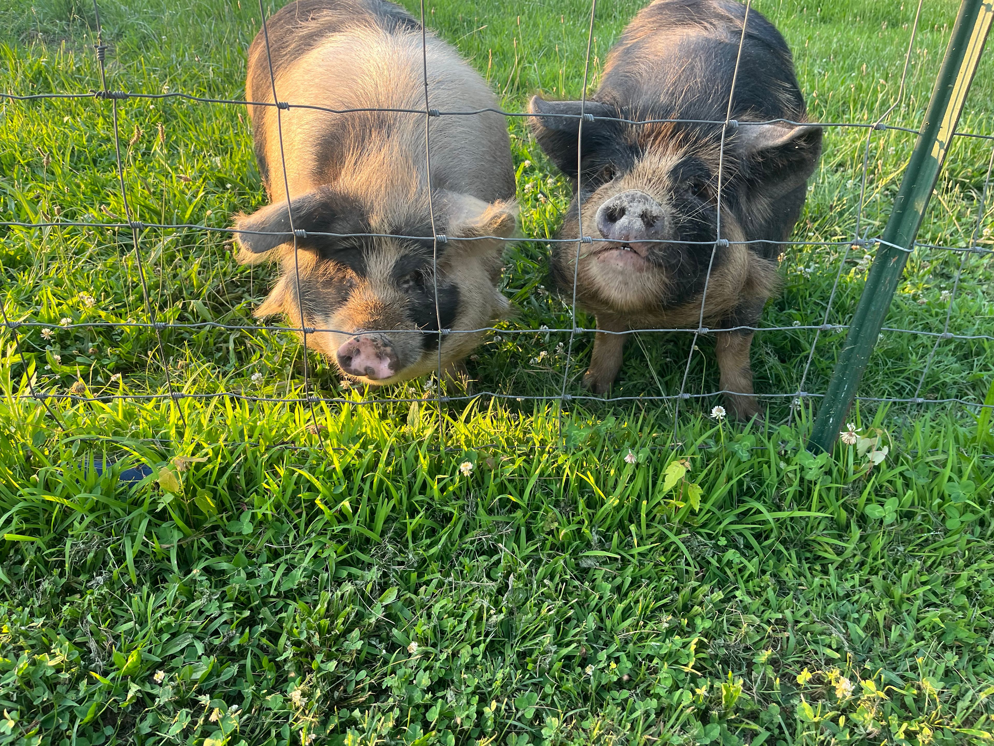 Elsa and Trixie, ALWAYS hungry!