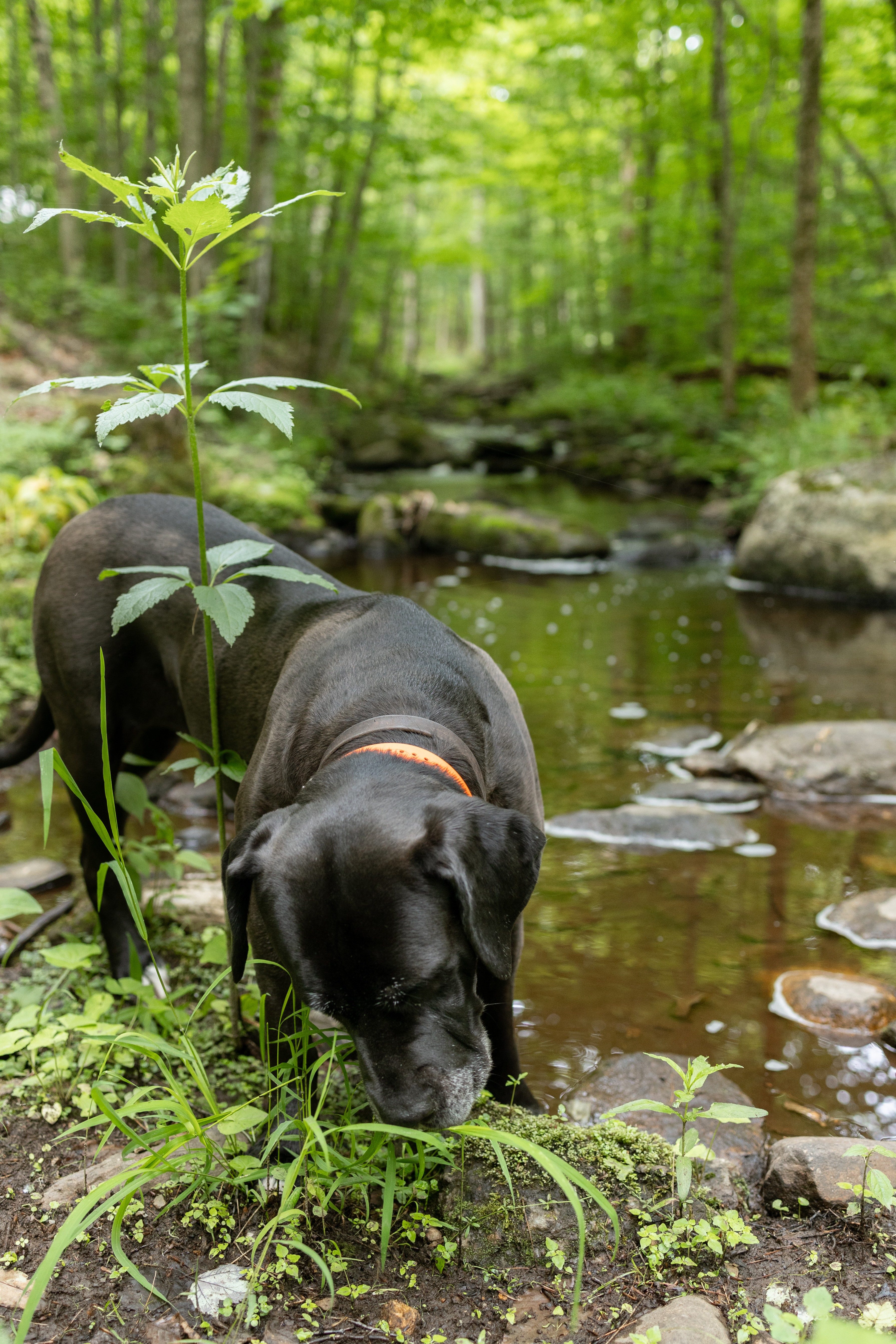 Bonnie Doon allows you to bring your best friend along!