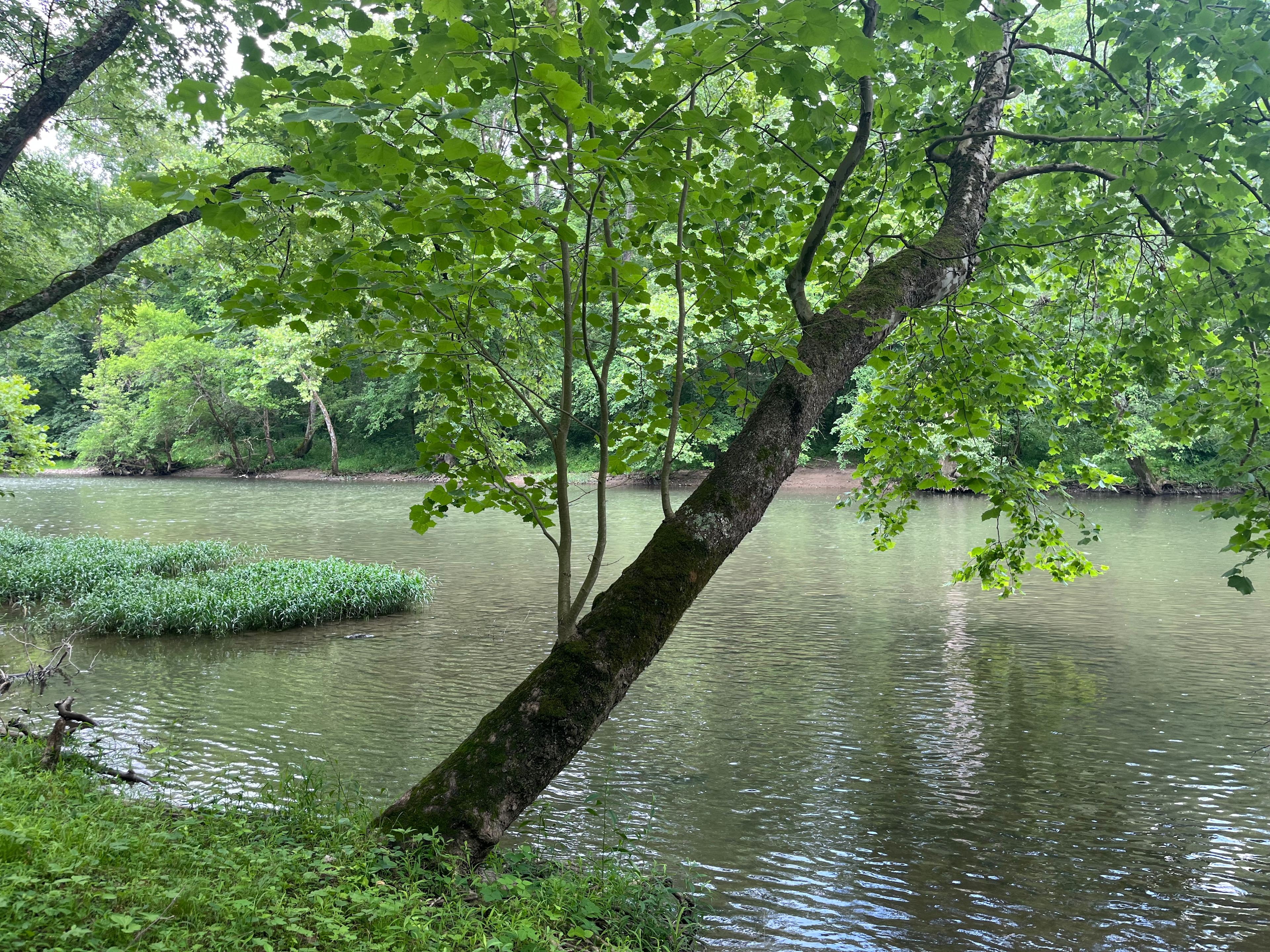 Cabin and Tent Camping On The River