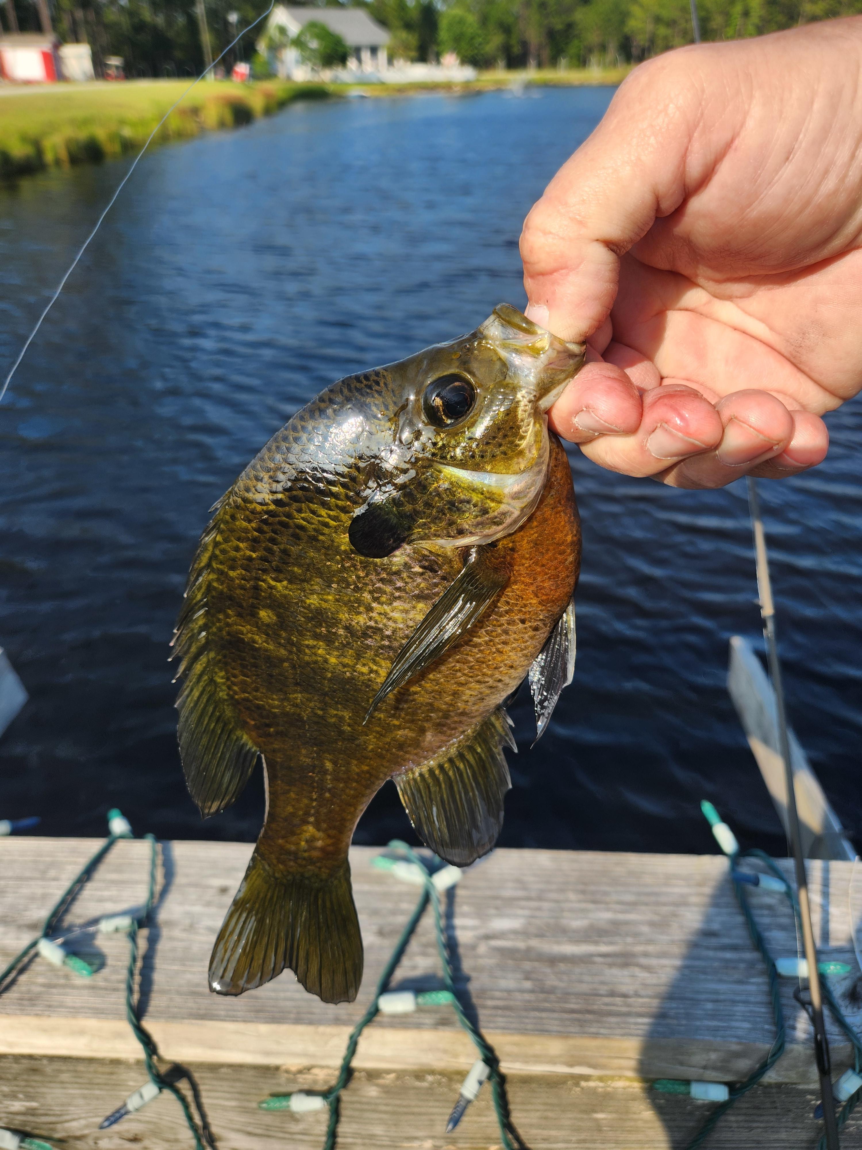 Nice size bluegill that put up a good fight!