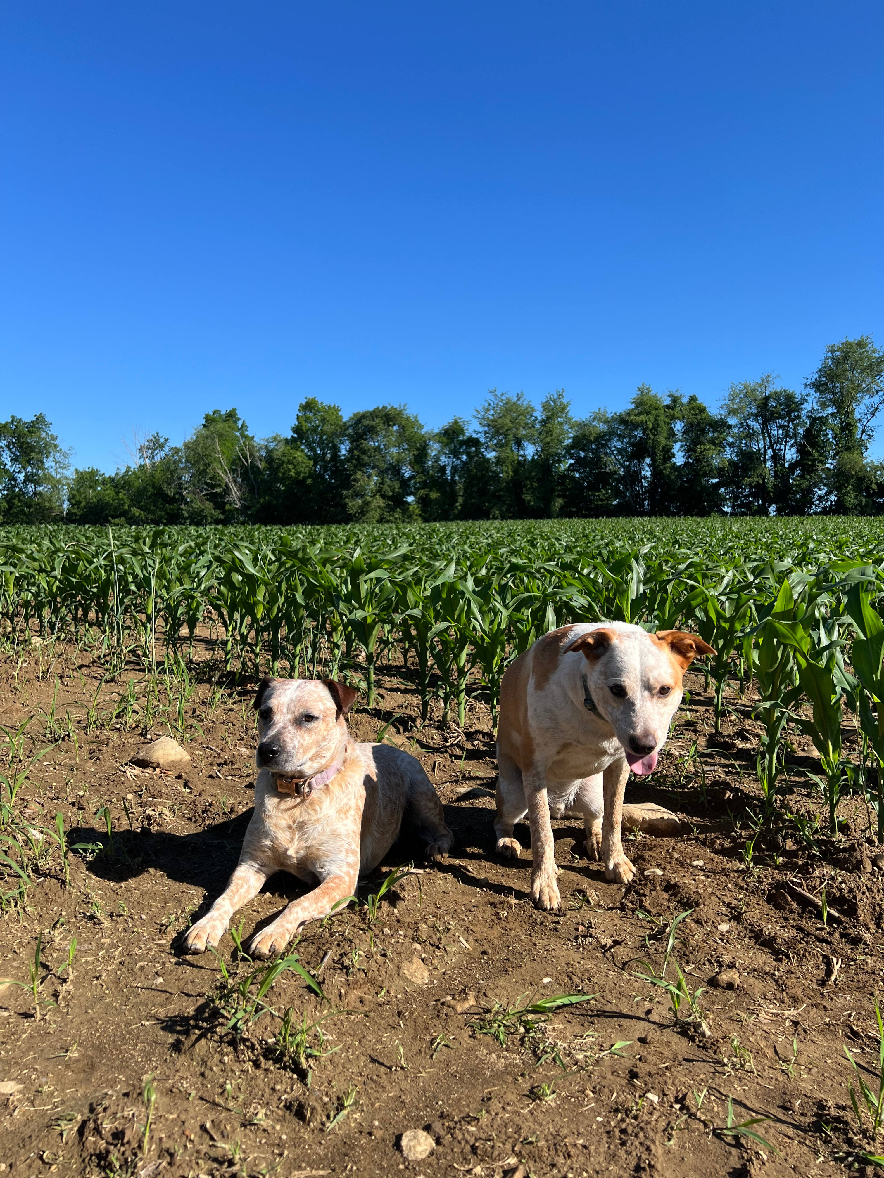 Glamping @ Meadow Ridge Farm
