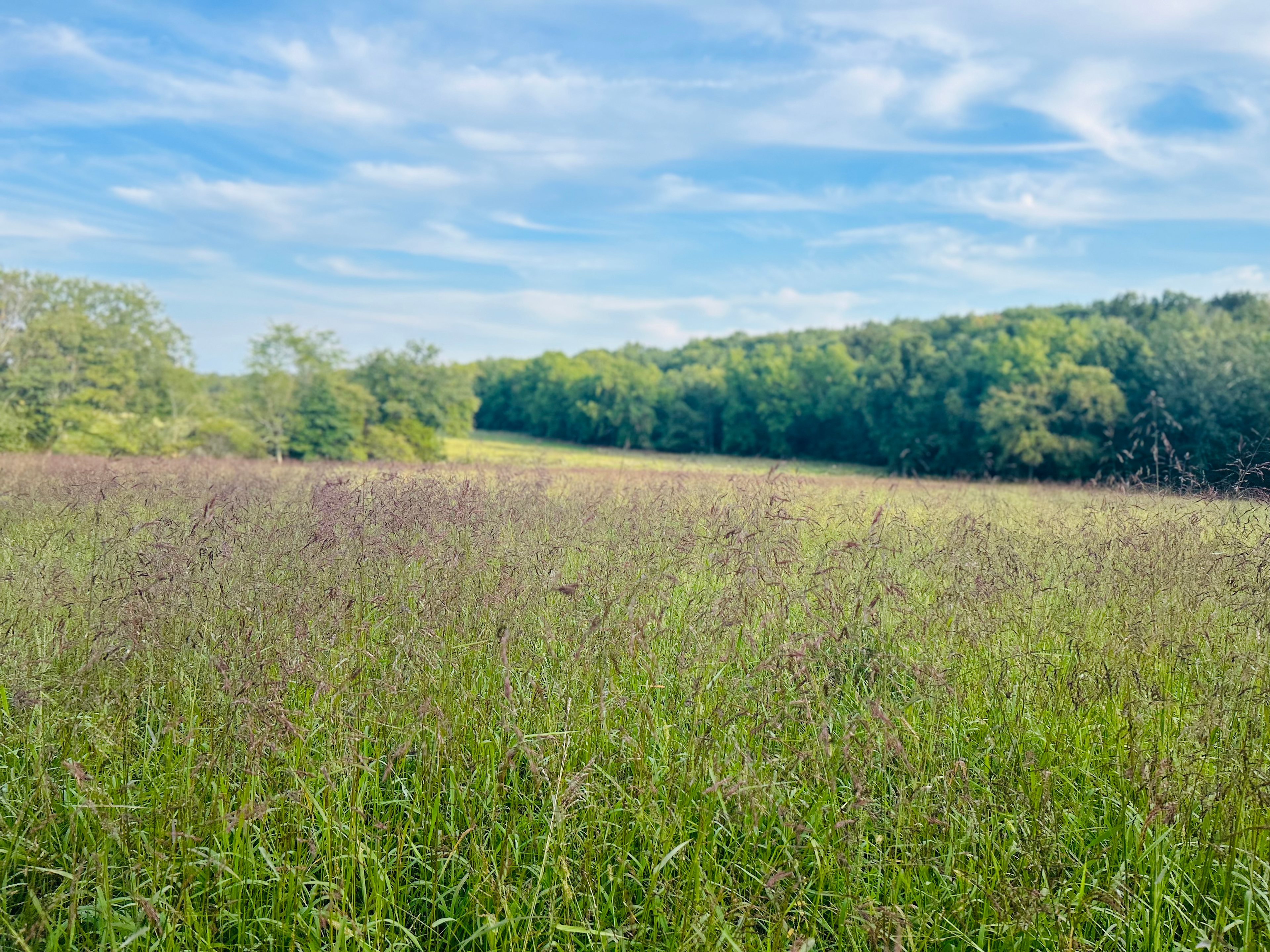 Misfit Acres at Kind Rebellion Farm
